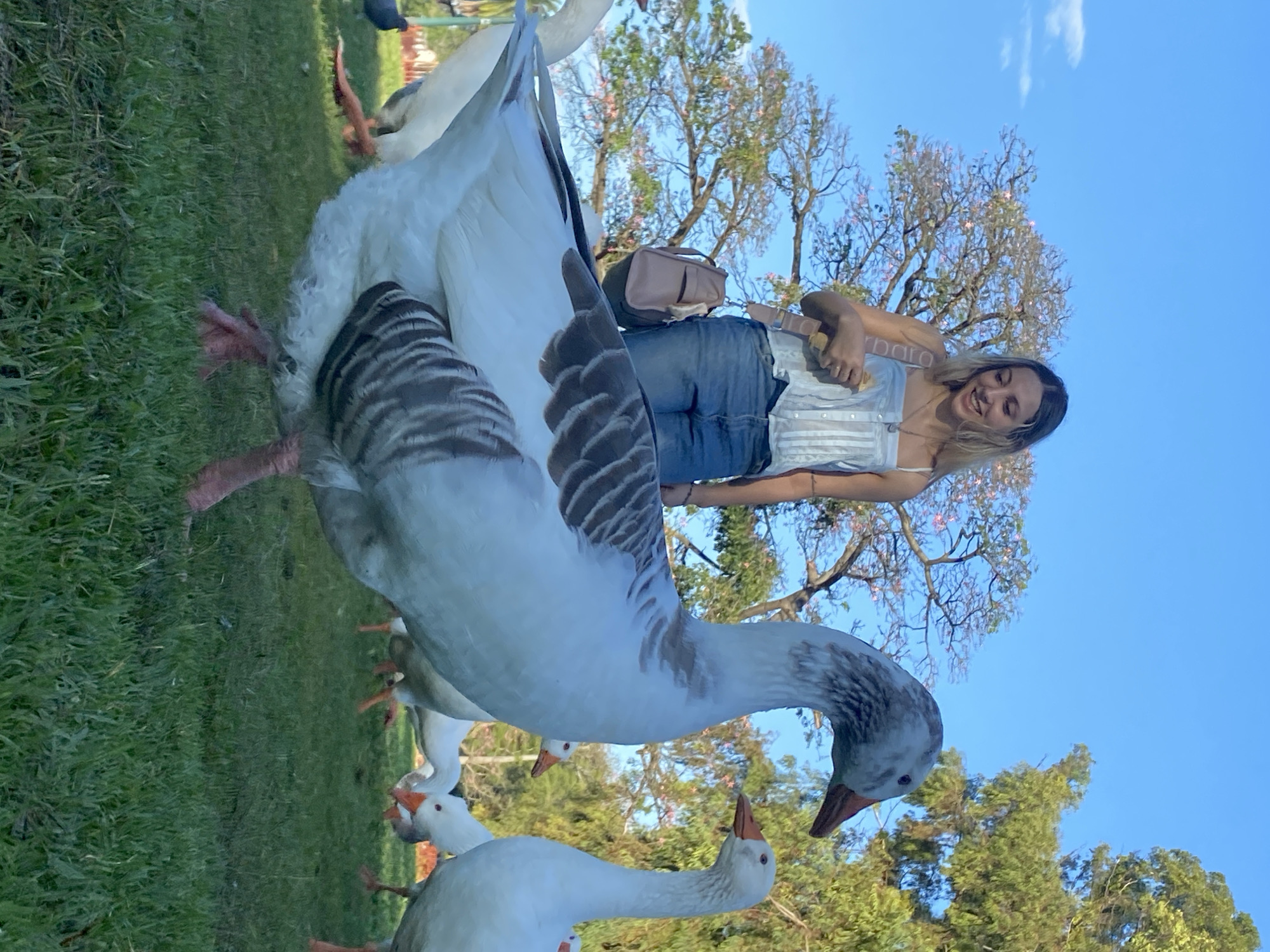 A slightly angled, full-length shot shows a fair-skinned woman in Buenos Aires, Argentina, surrounded by numerous geese in a grassy park. The woman, with fair skin and light blonde hair, is dressed in a white top and blue jeans, and a tan purse is slung over her shoulder. She smiles while appearing to hold a wooden object in her right hand. Several geese are close to the camera, their necks craned downward. The sky is a clear blue, and flowering trees are visible in the background.