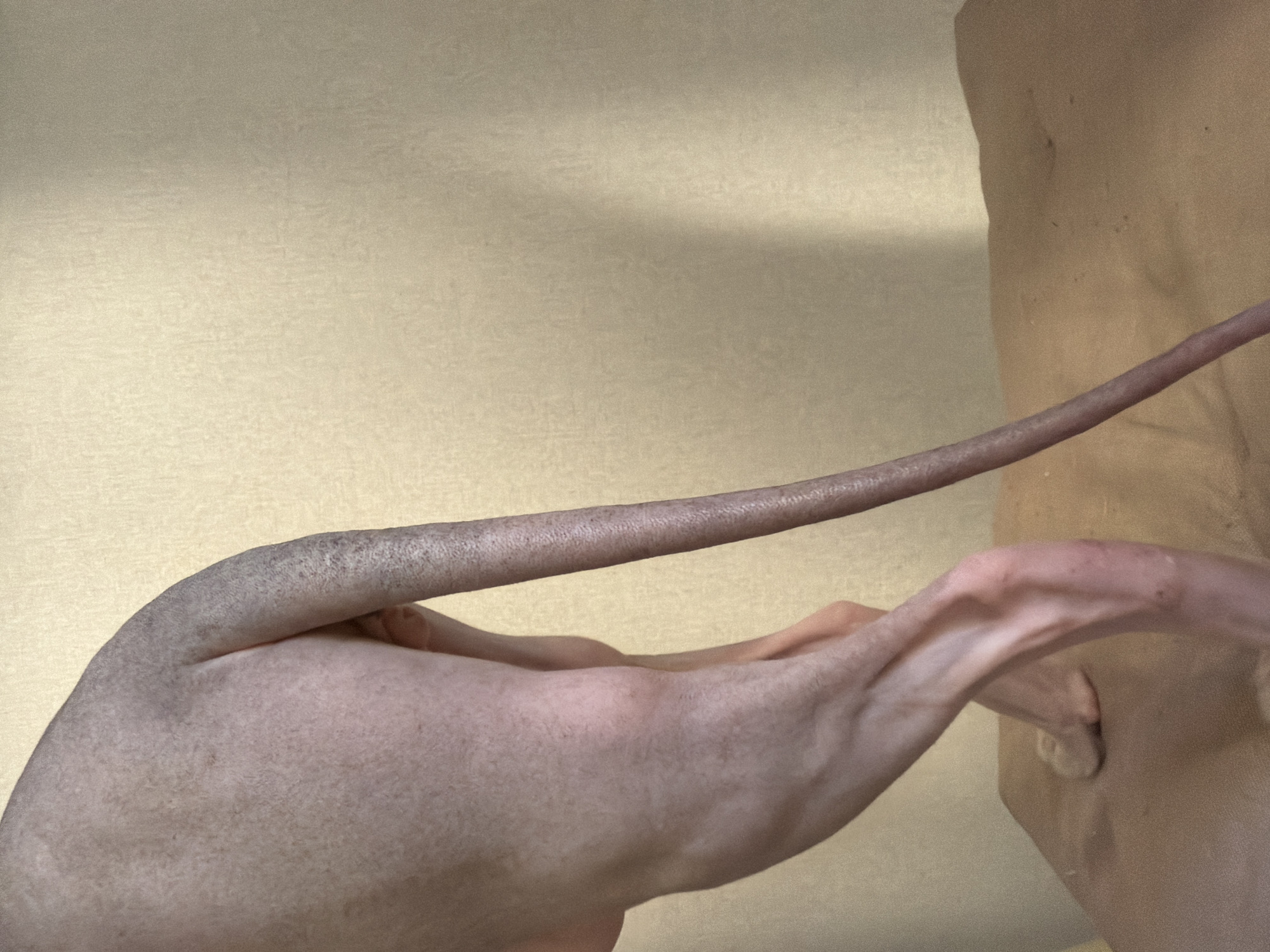 The image displays an indoor scene, located in the city of Izhevsk, Russia. The central subject is the posterior view of a hairless or very sparsely haired animal, consistent with a Sphynx cat or similar breed, standing on a raised surface. The animal's skin is a pale, pinkish-beige hue, exhibiting fine wrinkles and subtle variations in pigmentation. Sparse, dark, fine hairs or follicle patterns are discernible across its back, upper hind leg, and most prominently along its long, thin, whip-like tail. The tail extends downwards and to the right, gradually tapering to a fine point, and features a textured, slightly mottled appearance.
One hind leg is clearly visible, flexed at the joint, indicating a standing or slightly crouched posture. Muscle definition and underlying bone structure are evident beneath the taut skin, and a small, rounded foot or paw is visible at the base of the leg. A portion of a second hind leg is partially obscured behind the first.
The animal is positioned on a flat, light brown or beige surface, which has a subtly textured or uneven finish. The background consists of a plain, light yellow or cream-colored wall, also displaying a slight textural pattern. A faint vertical shadow or discoloration is present on the right side of the wall. The scene is illuminated by soft, even lighting, suggesting an ambient indoor light source. No other subjects, objects, or interactions are visible within the frame.
