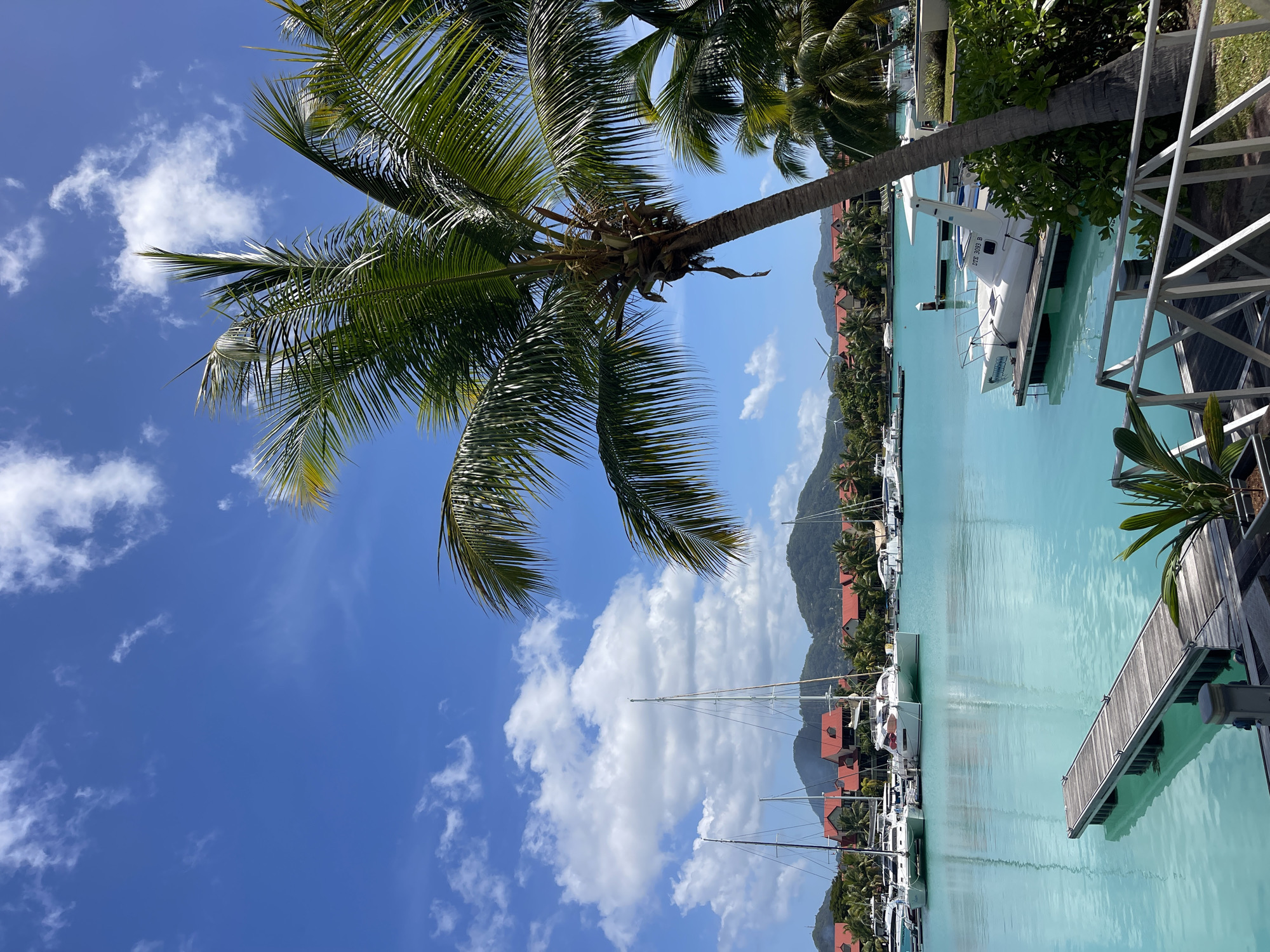 In the city of Providence, Seychelles, a marina is captured under a bright blue sky dotted with fluffy white clouds. The turquoise water reflects the vibrant hues of the environment. Several sailboats and motorboats are docked, their masts reaching towards the sky. In the foreground, a wooden pier extends into the water, and a palm tree with lush green fronds leans over the scene. Behind the boats, buildings with red-tiled roofs are nestled among palm trees and verdant hills. The scene depicts a serene coastal resort or residential area, typical of the Seychelles archipelago. There are no people visible in the image.