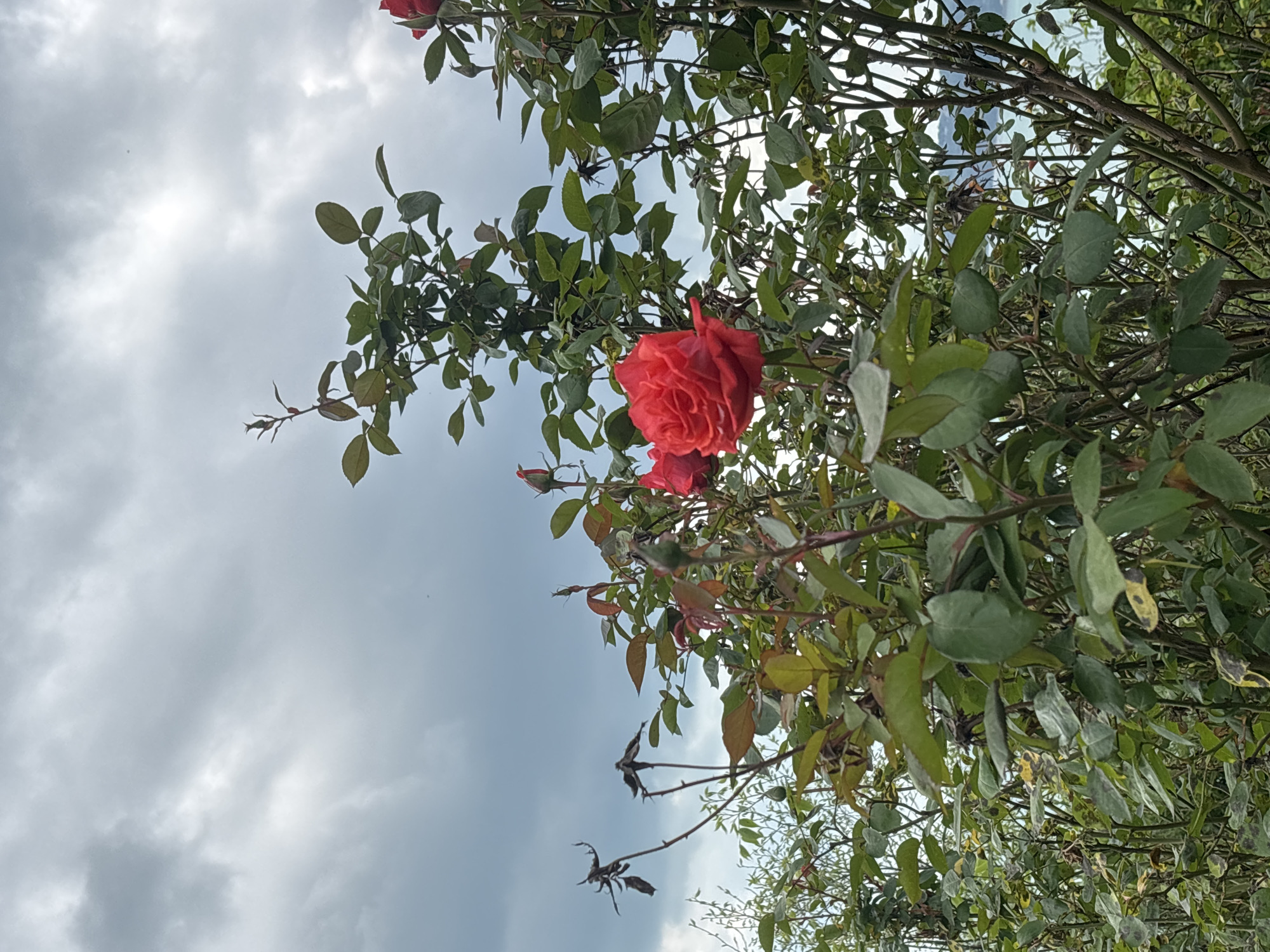 The image depicts a rose bush with red flowers against a cloudy sky. It is difficult to confirm the location of the image in Varna, Bulgaria, without additional information. The image contains the following:
- A rose bush with green leaves and several red roses.
- A cloudy sky in the background.
- Branches and twigs from the bush.
- Light is reflecting off of the leaves.
- The image has a slightly tilted perspective.
