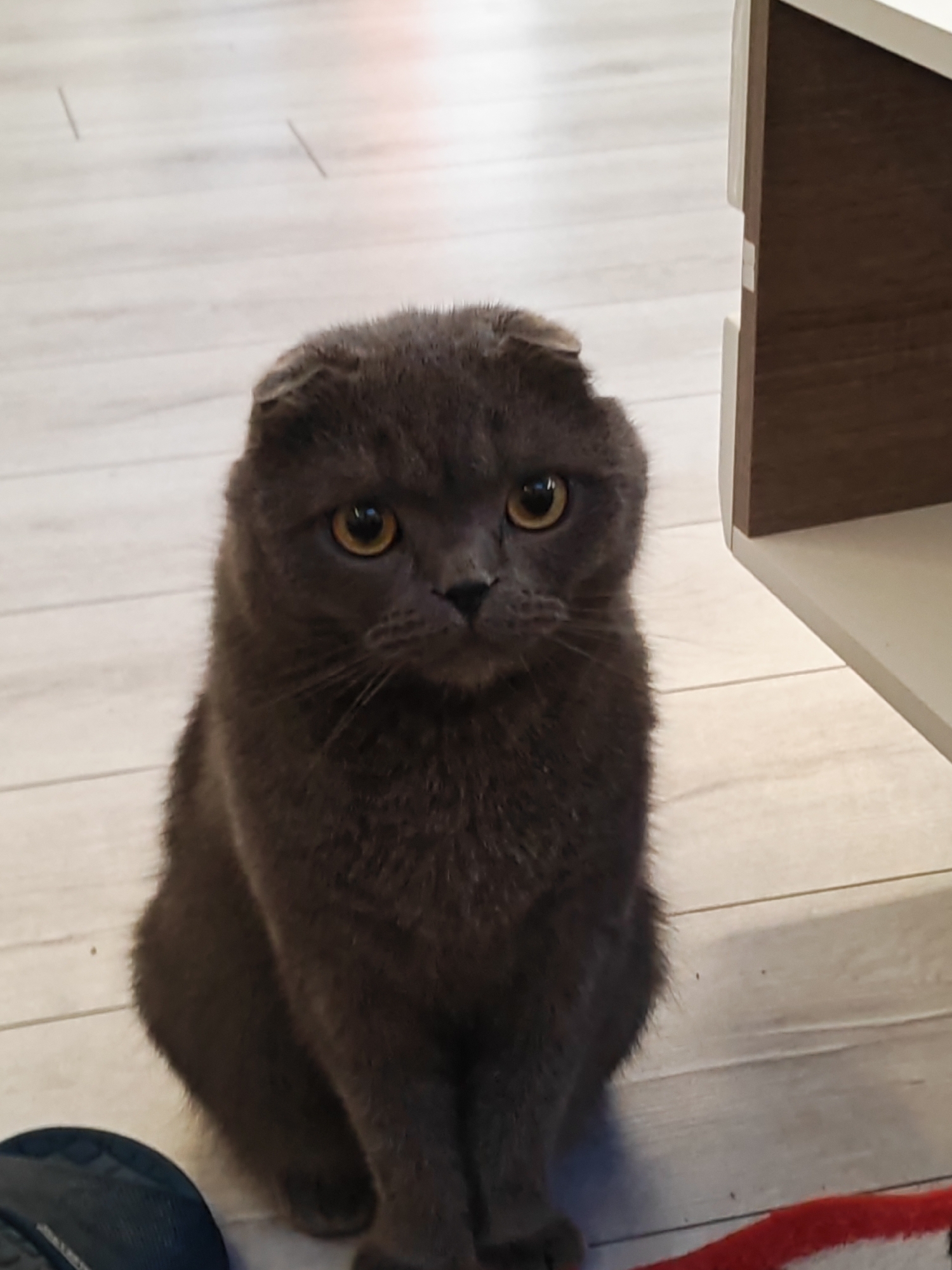 A gray Scottish Fold cat with large, amber eyes sits on a light-colored wooden floor. The cat is facing the camera and appears to be looking directly at it. Its ears are folded forward, characteristic of the breed. The cat's fur is short and appears to be a solid gray color. In the background, a portion of a wooden shelf or cabinet is visible on the right side of the image. The lighting suggests it is daytime, possibly indoors given the lighting and flooring. The cat's expression is calm and observant. No text is visible in the image.