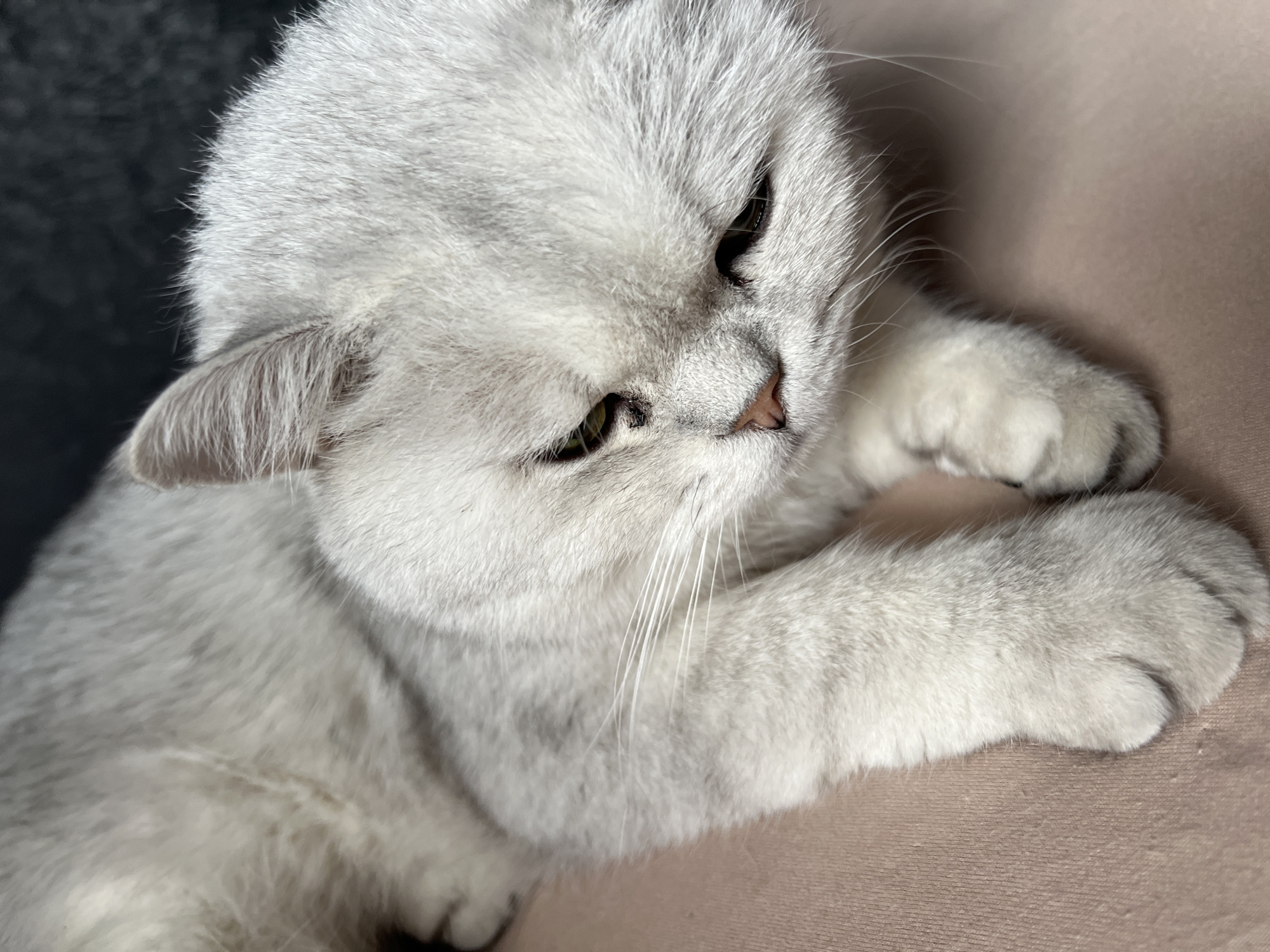 A close-up shot depicts a white cat with grey undertones lying down. The cat's head is tilted slightly downward, and its eyes appear partially closed. Its fur is soft and dense, and its paws are close to its face. The cat is resting on a surface that is light pink or beige. The location is Unknown, Unknown.
