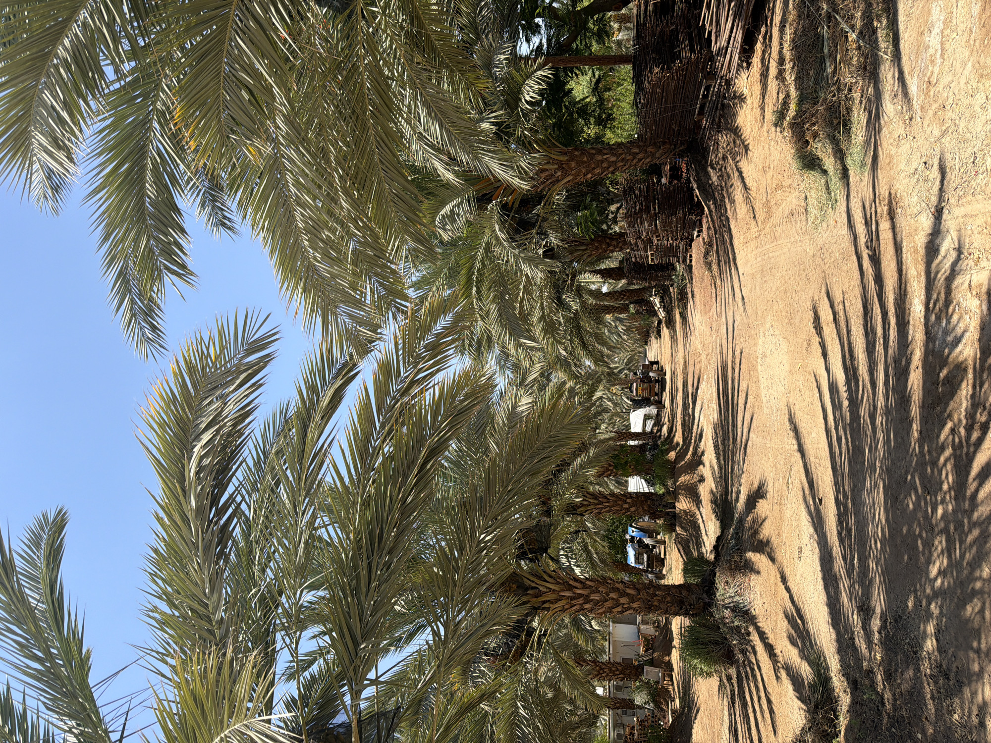 A dirt path lined with date palm trees stretches into the distance under a clear blue sky. The trees cast long shadows across the path. In the background, several tractors and some wooden structures are visible. The scene appears to be an outdoor agricultural setting, likely a date plantation, in the Arava Tichona Regional Council, Israel.