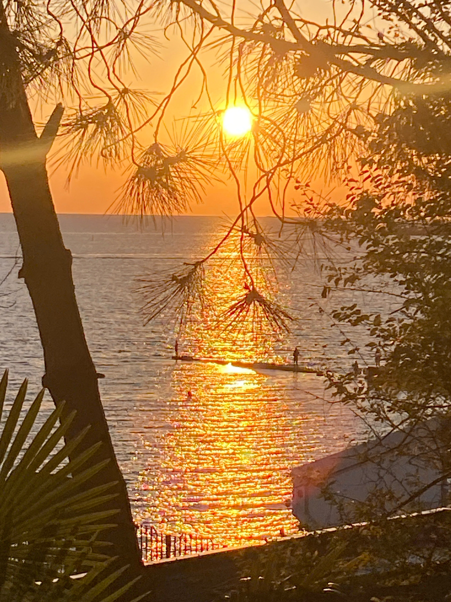 An over-the-shoulder shot captures a vibrant sunset over the Black Sea in Sochi, Russia. The sun, a brilliant orb, is partially obscured by the silhouetted branches of a pine tree in the foreground, casting a shimmering, golden path across the water. Two small figures, appearing as dark silhouettes, stand on what seems to be a pier or jetty extending into the sea. A palm frond and more tree branches frame the left and right sides of the scene, respectively, adding depth and texture. The warm hues of the sunset dominate the sky and water, creating a serene and picturesque atmosphere.