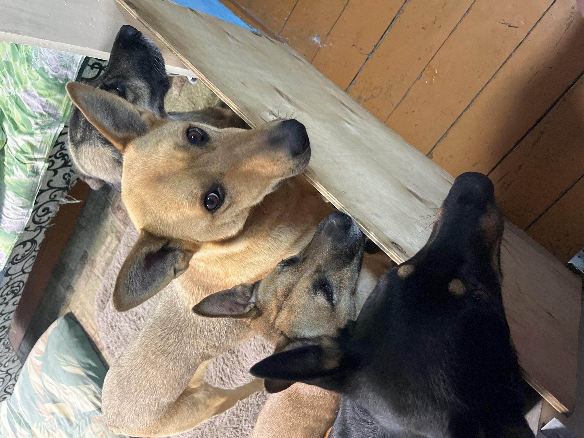 Four dogs are gathered around a wooden structure, with their heads and upper bodies visible. The dogs are of various breeds and colors, including tan, black, and a mix of tan and black. They appear to be looking in different directions, with some focused on the camera and others looking elsewhere. The environment suggests an indoor setting with wooden flooring and what appears to be a bed or couch in the background. The scene is likely a domestic environment, possibly a home or a shelter.