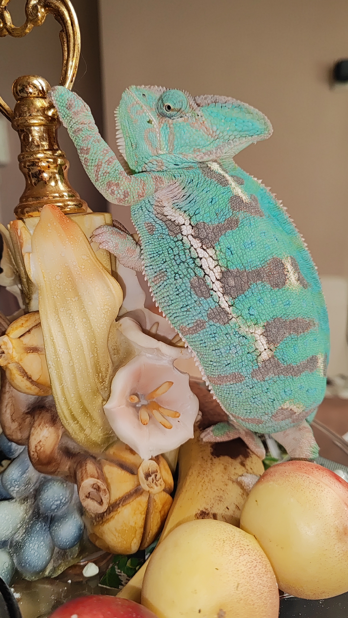 The image depicts a chameleon perched on a decorative fruit arrangement. The chameleon is predominantly turquoise and green with brown markings, and it is gripping a golden, ornate object with its front foot. The fruit arrangement includes what appear to be grapes, peaches, and other stylized fruits. The background is a plain, neutral-colored wall. The image was taken in Sochi, Russia, though the specific location within the city is not provided.