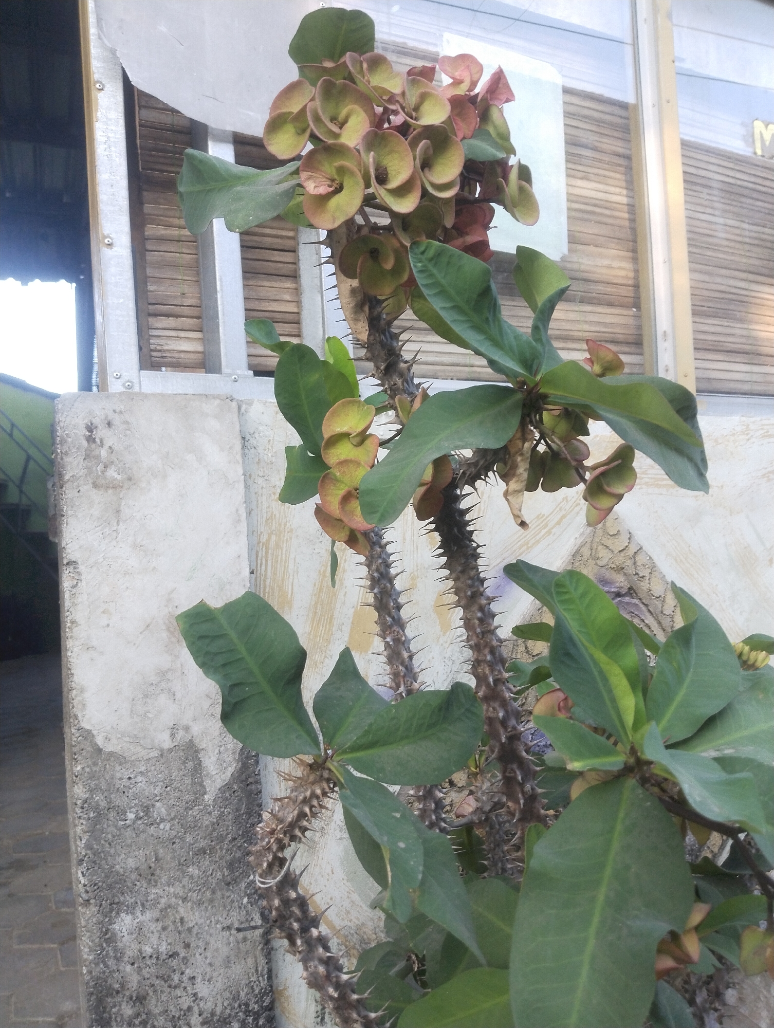 A close-up, eye-level shot captures a thorny plant with green leaves and clusters of pinkish-green bracts in what appears to be an outdoor setting in Wanasaba Daya, Indonesia. The plant is positioned in front of a weathered, light-colored concrete wall that shows signs of staining and aging. Behind the wall, a structure with horizontal wooden blinds and metal framing is visible, likely part of a building. To the left of the plant, a darker, open space suggests an alleyway or a transition to another area, with the corner of a building painted a light green visible in the background. The lighting suggests it is daytime, with the sun illuminating the scene and casting subtle shadows. The focus is on the plant and its immediate surroundings, highlighting the textured surfaces of the wall and the intricate details of the plant's spiky stems and delicate flower-like bracts. There are no people or animals present in the image.