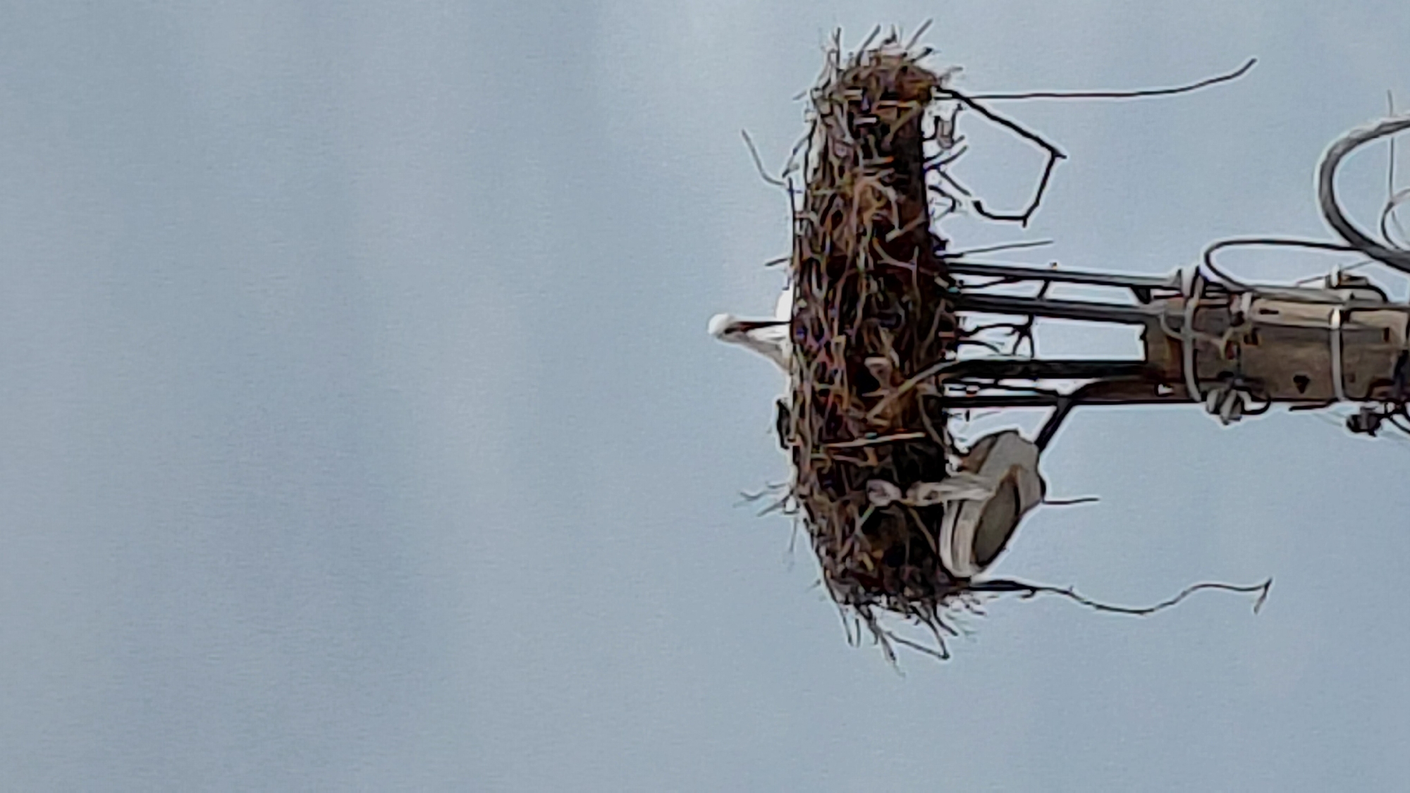 The image captures a large bird's nest perched on a utility pole or a similar industrial support structure, silhouetted against a clear, light blue-grey sky. The nest, prominently featured on the right side of the frame, is robustly constructed from numerous dark, tangled branches and twigs. A white bird, likely a stork or heron, with a long, pointed beak, is partially visible within the nest, its head and neck extending slightly to the left. The bird appears to be looking out from its dwelling.
Beneath and behind the nest, the supporting structure is visible, comprising metal bars, cables, and what appear to be insulators or other electrical components, suggesting it is part of an electricity or communication network. The sky occupies the majority of the left side of the image, appearing smooth and uniform, indicating daytime with fair weather conditions. No specific location cues, visible text, or discernible emotions are present in the photograph.