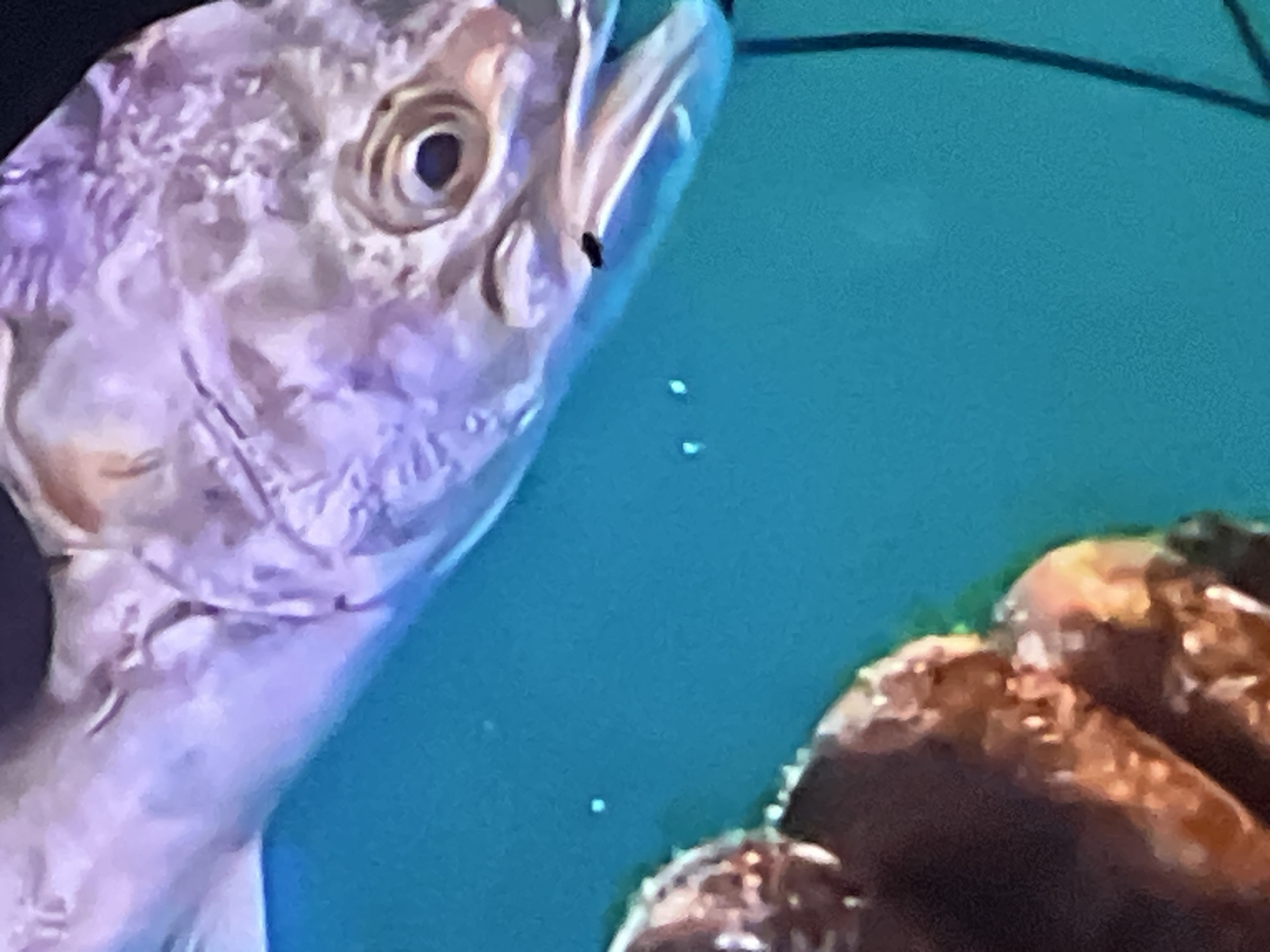 The image shows a close-up view of a fish with purple and silver scales swimming in turquoise water. The fish is facing right, with its mouth slightly open. A small, dark object, possibly an insect, is visible near the fish's mouth. In the lower left corner, a brown, textured object, possibly a rock or coral, is partially visible. The image does not contain any identifiable landmarks or elements that would indicate its location in Casablanca, Morocco.