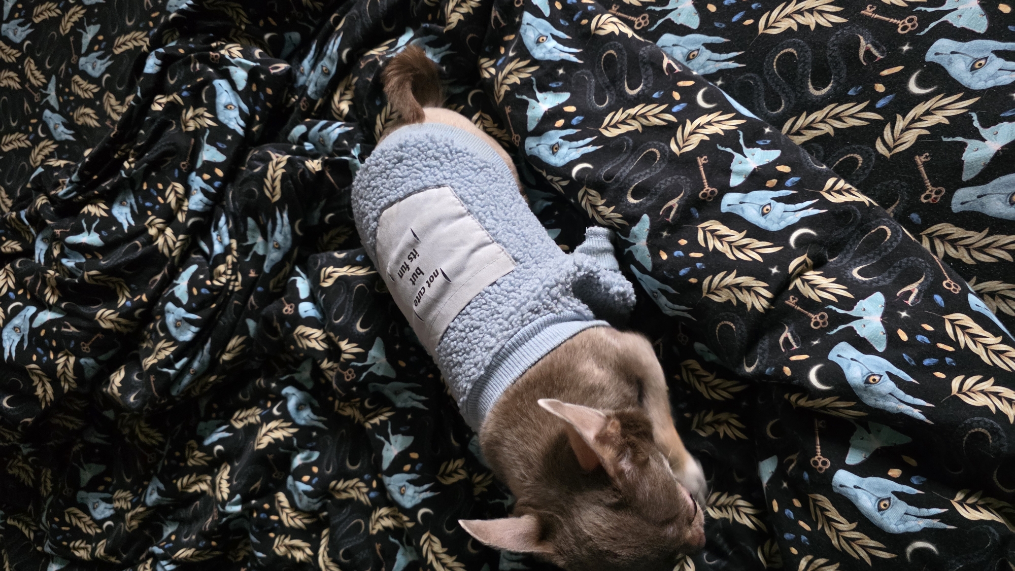 A small dog wearing a light blue sherpa-like sweater lies on a patterned blanket. The sweater has a white rectangular patch with the text "not cute but its fun" printed on it. The dog's fur is a mix of brown and grey. The blanket has a black background with a pattern of stylized snakes, moths, keys, laurel branches, moons, and stars, all in shades of blue and gold. The setting suggests an indoor environment, likely a home. There is no evidence to indicate that this photo was taken in Saint Petersburg, Russia.
