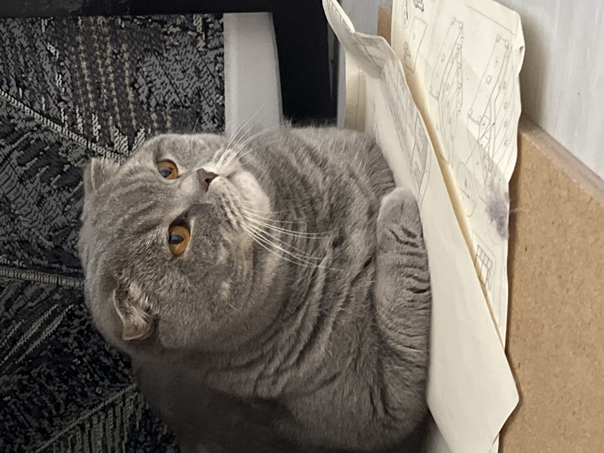 A grey Scottish Fold cat with orange eyes is sitting on top of some paper documents. The cat is facing to the right of the frame, looking off into the distance. The background is a dark, textured fabric. The lighting is dim, creating shadows on the cat's face and body. The scene appears to be indoors, possibly in a home or office. There is no information available to suggest the location in the city of Chaikovsky, Russia.
