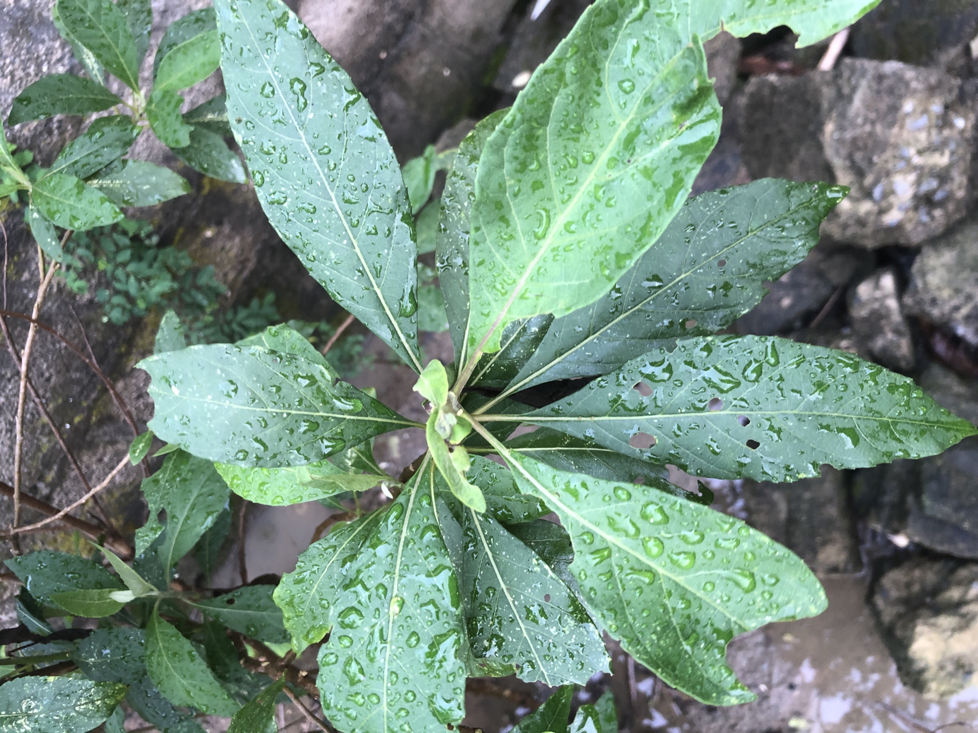 A high-angle close-up shot shows a cluster of wet, green leaves. The leaves are broad and elongated with visible veins and several small holes. Water droplets are scattered across the surfaces of the leaves. The background is blurred, showing a rough stone wall or ground, some small green plants, and what appears to be a muddy puddle. The overall scene suggests an outdoor environment, likely after rain, possibly in a garden or natural setting within Ado, Nigeria.
