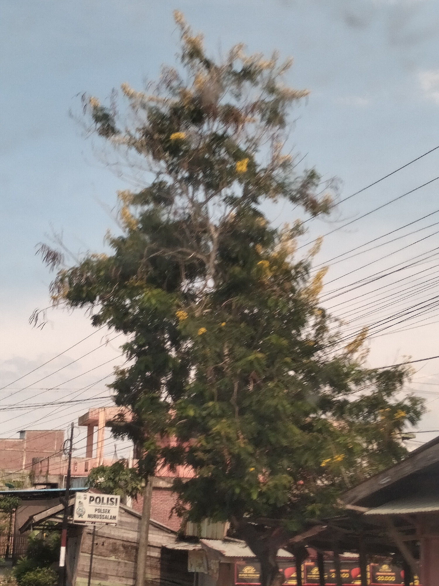 The image presents a view in Teupinpukat, Indonesia, under a cloudy sky. In the foreground, a tall tree with green leaves and scattered yellow flowers dominates the scene. Several electrical wires stretch across the sky, running parallel to each other. Buildings of varying heights and construction materials are visible in the midground. A sign reads "POLISI" above "POLSEK NURUSSALAM." A partial view of a covered structure is at the bottom right.