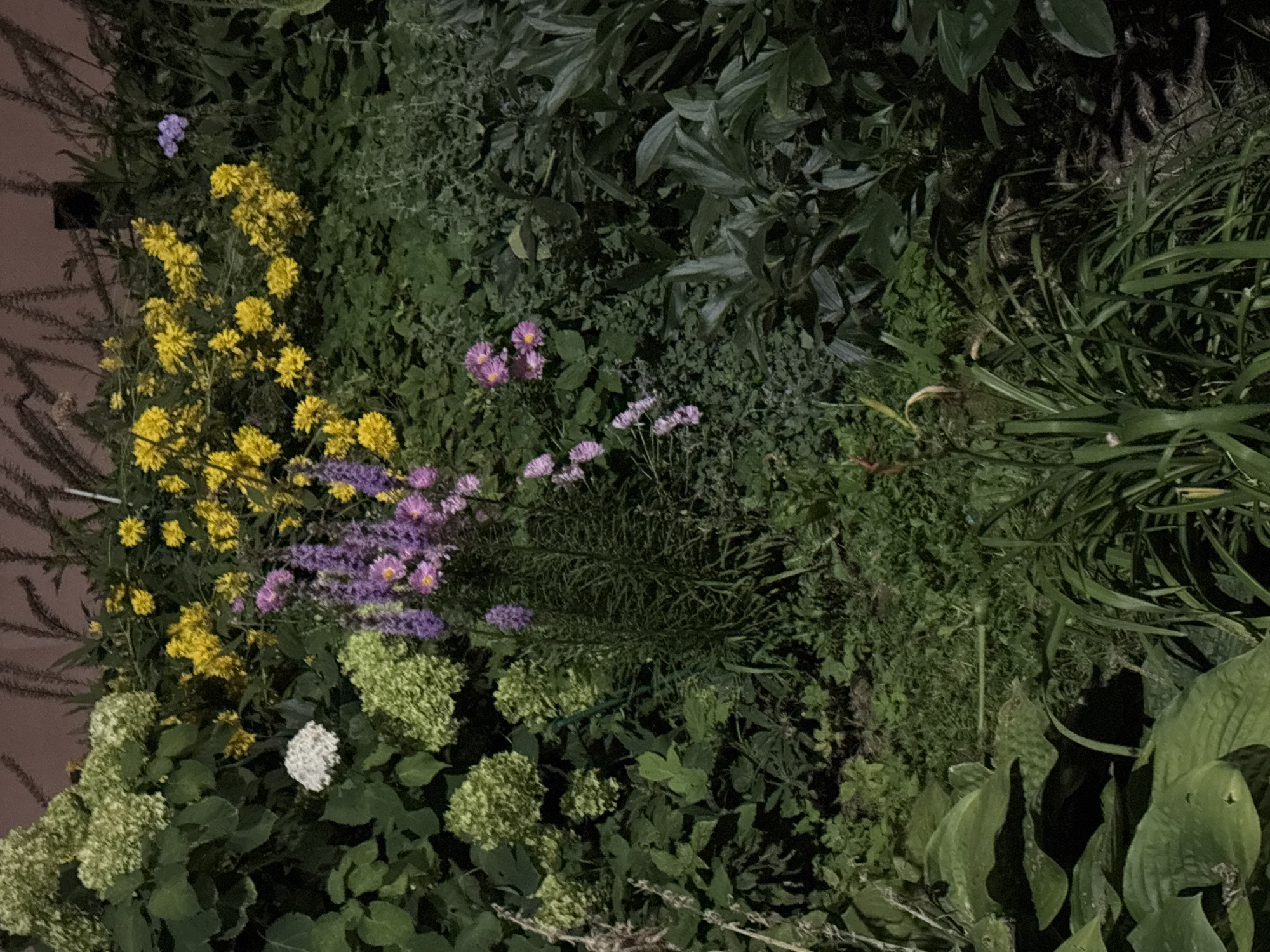 A close-up, ground-level, vertical shot captures a lush garden bed at night, illuminated by artificial light, showcasing a variety of flowering plants and foliage. In the upper left quadrant, clusters of pale green and white hydrangeas are visible. To their right, bright yellow flowers, possibly coreopsis or similar daisy-like blooms, create a vibrant contrast. Interspersed among these are tall spires of purple flowers, likely salvias or foxgloves. Smaller, pinkish-purple aster-like flowers dot the mid-ground, nestled amongst dense green foliage. The lower portion of the image is dominated by large, dark green hosta leaves and slender, grass-like blades. Shadows are cast by the lighting, creating a dramatic effect and highlighting the textures of the plants. The background is a blurred, dark mass of vegetation and a dark brown surface, possibly a wall or fence. The scene appears to be a well-maintained garden. There is no indication of the specific location within Odintsovo, Russia, other than it is a garden. There are no people, actions, or interactions depicted in the image.