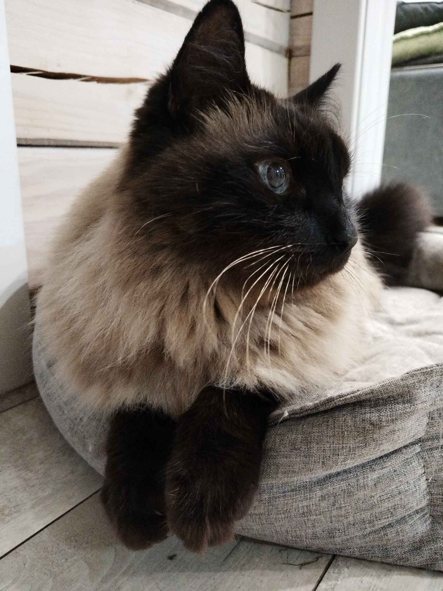 An adult Siamese cat is resting on a gray fabric pet bed. The cat's fur is a mix of dark brown and cream colors, and it has striking blue eyes. The cat is positioned in a relaxed pose, with its paws resting on the bed. The background consists of a wooden wall and a glimpse of a chair. The image appears to be taken indoors, in a home environment. There is no visible indication of the cat's location in Losino-Petrovsky, Russia.