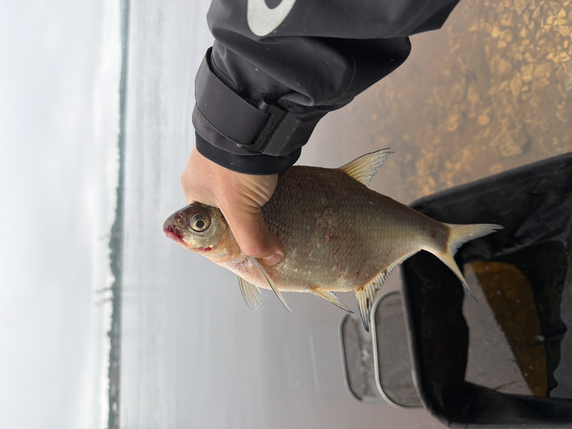 The image captures a close-up view of a person's hand holding a freshly caught fish above a body of water, likely during a fishing activity in Chaikovsky, Russia. The scene is bathed in the soft, diffused light of an overcast day.
The main subject is a medium-sized freshwater fish, possibly a bream, with distinctive silvery-gold scales. It is held securely by the person's right hand. Red marks are visible around the fish's head, particularly near the mouth and gills, indicating a recent capture or injury. Its fins are slightly spread, and its eye is clearly visible.
The person is wearing a black jacket, likely made of a waterproof or fishing-specific material. The sleeve features an adjustable cuff with a black Velcro strap and a plastic buckle. The brand name "Graff" is prominently embossed on this buckle, serving as the only visible text.
The background shows a wide expanse of water under an overcast sky, with a faint, blurry shoreline or distant landmass visible on the horizon. To the right of the fish, a portion of a dark fishing basket or keepnet with a fine mesh is visible, suggesting fishing equipment. The water directly beneath the fish appears somewhat clear, revealing a textured bottom with pebbles or small rocks, before transitioning into a deeper, less distinct body of water. The overall atmosphere suggests a quiet, possibly chilly, daytime fishing excursion.
