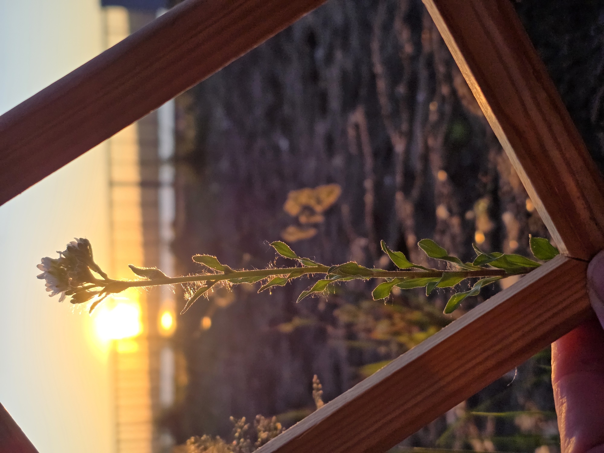 A narrow, green plant with small leaves and a cluster of tiny white flowers at its apex is positioned vertically in the center of the frame. The plant is backlit by a bright sunset that creates a halo effect around its stem and the delicate cobwebs clinging to it. The plant is framed by two wooden slats, held by a partially visible hand at the bottom left. The background depicts a blurred scene of what appears to be a grassy or dirt area with scattered yellow-orange circular lights, possibly from distant streetlights or reflections. In the far background, a body of water is visible with a railing or fence along its edge. The sky transitions from a bright yellow and orange near the sun to a lighter blue towards the top. The overall lighting suggests it is late evening. The location is the embankment of the Kama River in Chaikovsky, Russia.