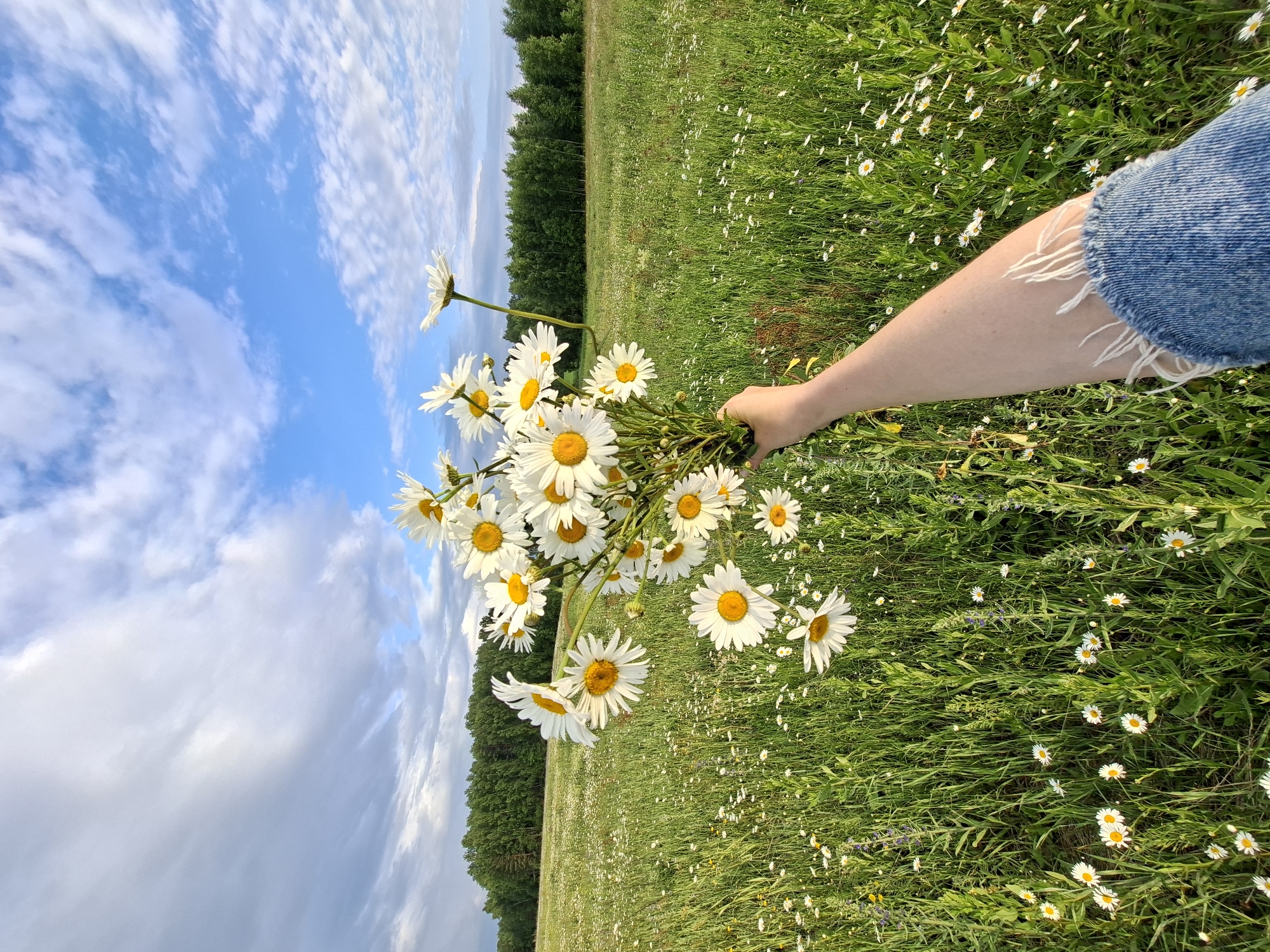 A person's arm, wearing ripped denim jeans, holds a bouquet of white daisies in a field of daisies and green grass. In the background, a line of trees separates the field from a blue sky with white clouds. The image is likely taken in a rural area, possibly the outskirts of Karsha, Russia, during daylight.