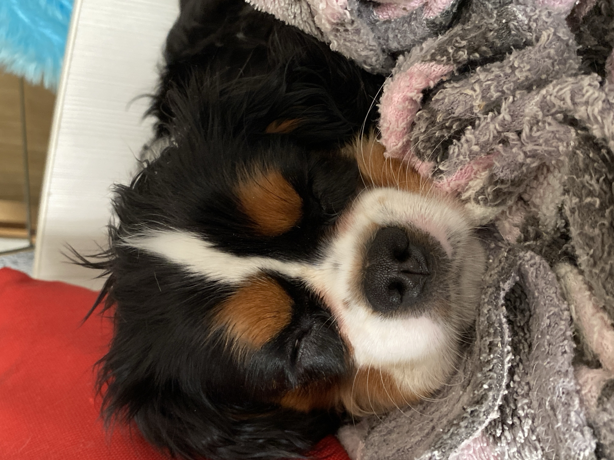 A close-up shot focuses on a Bernese Mountain Dog puppy resting on a red cushion near a white surface. The puppy is partially covered with a gray and pink towel. The location is not identifiable from the image alone.