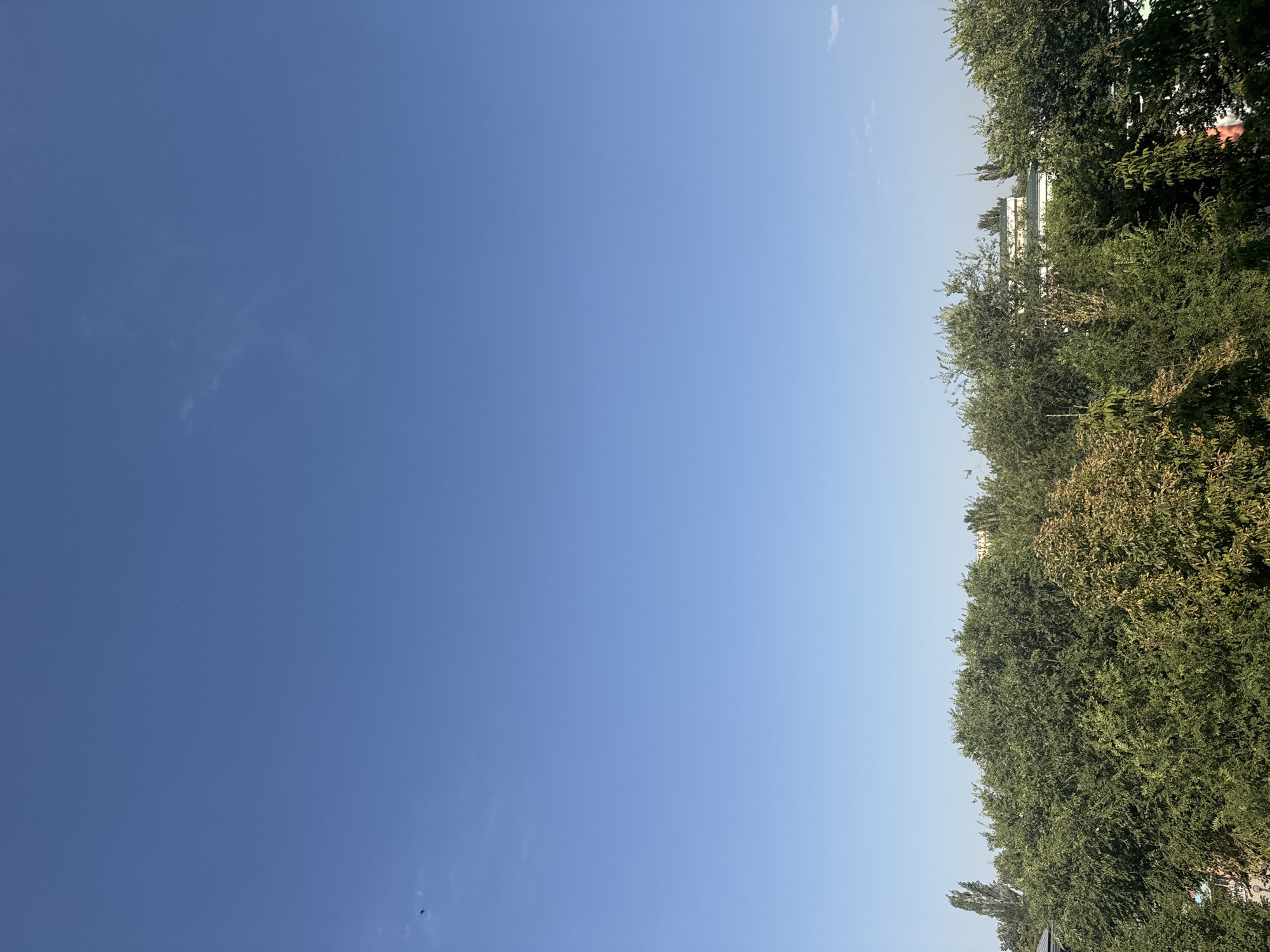 A clear, bright blue sky dominates the upper portion of the image, with a few wispy clouds visible. Below the sky, a dense line of lush green trees stretches across the frame, with some autumnal hues appearing on some of the foliage. In the background, peeking through the trees, are parts of buildings with white walls and green roofs. The scene suggests an outdoor environment, likely in a city, given the presence of buildings, with a focus on nature and the sky. There are no people or discernible actions taking place.