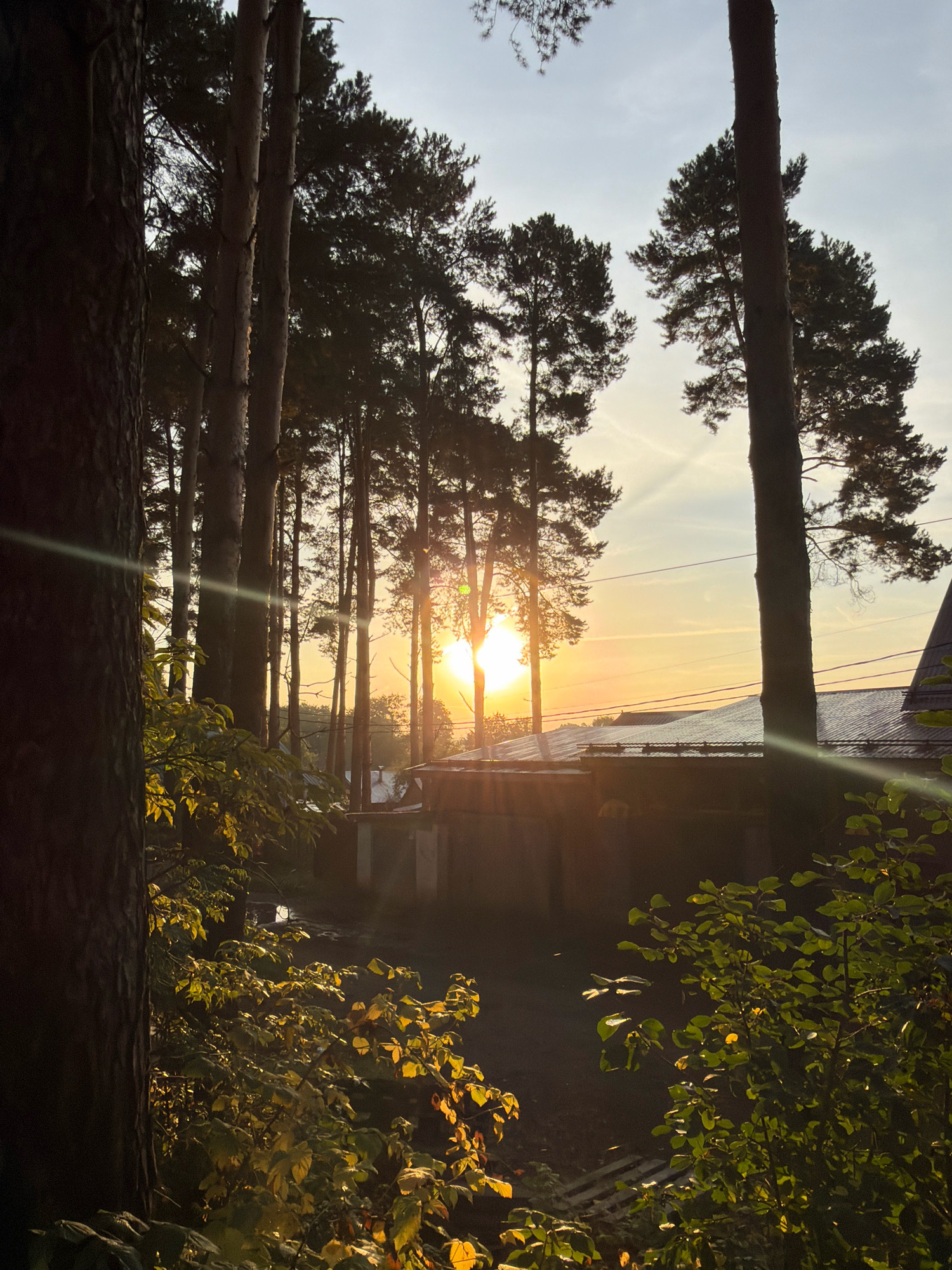 The image depicts a serene sunset scene set amidst a cluster of tall pine trees. The sun, a brilliant orb of light, is partially obscured by the trees, casting long rays across the sky. The sky is a gradient of warm oranges, yellows, and blues, with wispy clouds adding texture. In the foreground, lush green foliage, tinged with the golden hues of autumn, frames the view. Beyond the trees, a glimpse of buildings with tiled roofs suggests a residential area. The atmosphere is peaceful and natural, evoking a sense of tranquility. The image is taken in Chaikovsky, Russia, a city known for its picturesque natural landscapes.