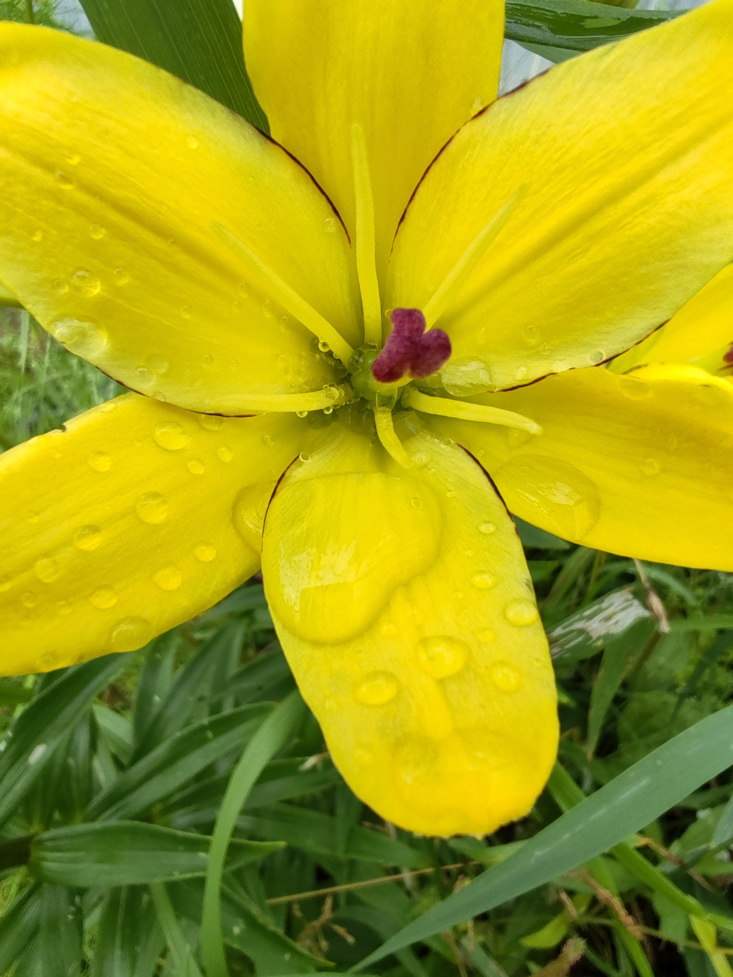 A close-up, vertical shot focuses on the center of a vibrant yellow lily bloom, adorned with numerous water droplets from a recent rain. The petals are wide and somewhat rounded, with subtle dark red veins radiating from the center. At the heart of the flower, a cluster of deep red stamens is visible, adding a striking contrast. The background consists of blurred green foliage, suggesting an outdoor setting, possibly a garden in Чухлэм, Russia. No people or specific actions are depicted, only the natural beauty of the flower in its environment.