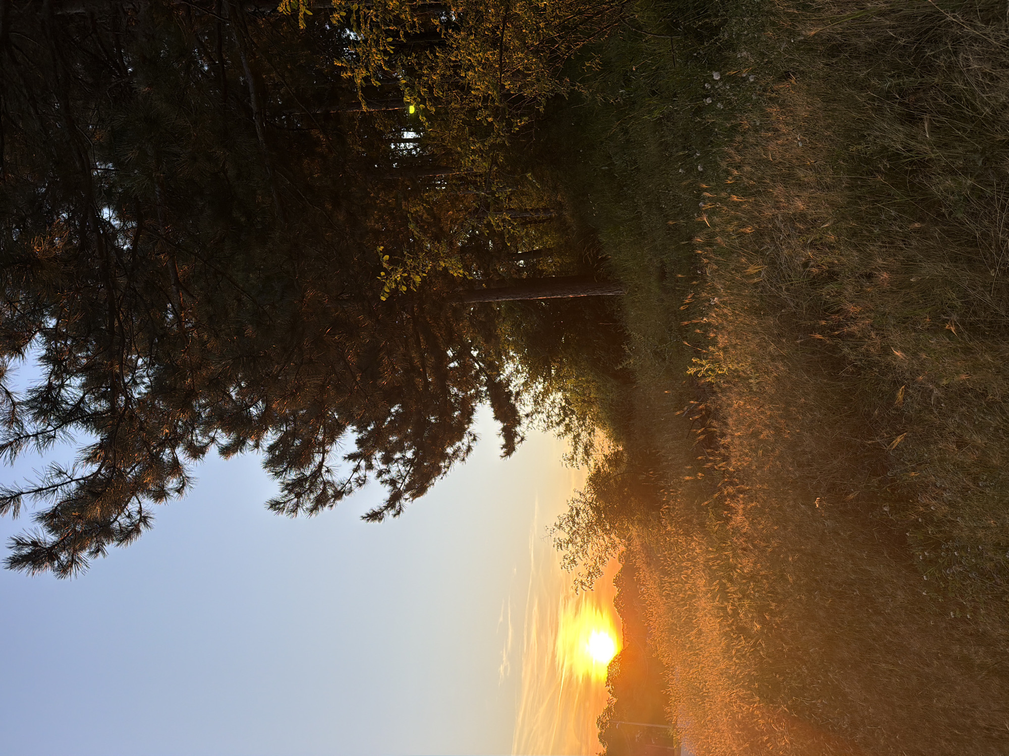 The image depicts a natural landscape at sunset, likely in or around Muldava, Bulgaria. The sun is low on the horizon, casting a warm, orange glow across the scene. In the foreground, tall grasses and some smaller plants are illuminated by the sunset, creating a golden hue. A slope covered in vegetation rises towards the right of the frame, with a large pine tree dominating the upper right portion. The pine tree's needles are silhouetted against the sky, with some branches catching the sunlight. Behind the pine tree, dense foliage and trees form a darker backdrop. The sky is clear with a few wispy clouds in the distance, colored orange and yellow by the setting sun. The overall atmosphere is serene and natural. There are no people or man-made structures clearly visible in the image, suggesting a rural or undeveloped area.