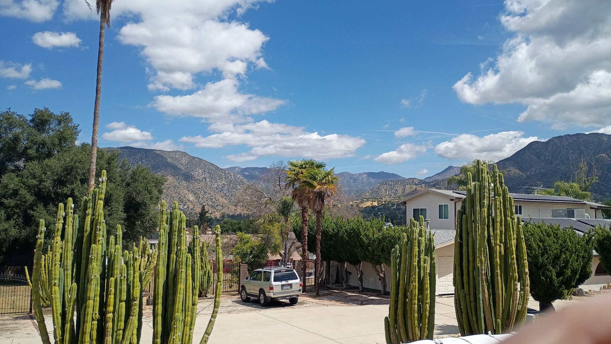 The image presents a bright, sunny daytime scene of a residential area in Los Angeles, United States, set against a backdrop of arid mountains. In the immediate foreground, numerous tall, columnar cacti with vibrant green segments dominate the lower portion of the frame, appearing to grow on either side of a paved driveway or patio. A black metal fence is partially visible behind some of the cacti on the left.
In the midground, a silver or light-colored SUV, possibly a Toyota 4Runner, is parked on a driveway in front of a dark metal gate. Behind the vehicle and gate, a cluster of two shorter, bushier palm trees stands. To the right, a portion of a light-colored house with a dark roof and visible solar panels is seen, flanked by well-maintained green shrubs and trees. Another house with a light facade is partially visible further to the left, nestled among trees. A very tall, slender palm tree rises vertically on the far left of the scene.
The background is filled with a range of rolling, arid mountains displaying rugged terrain and sparse, drought-tolerant vegetation, characteristic of the Southern California landscape. The sky above is a vivid blue, dotted with scattered white cumulus clouds. Several faint white contrails are also visible, streaking across the sky.
The scene depicts a static, peaceful outdoor environment with no apparent human activity. The clear sky and bright illumination indicate it is likely midday or early afternoon. No discernible text is visible anywhere in the image.