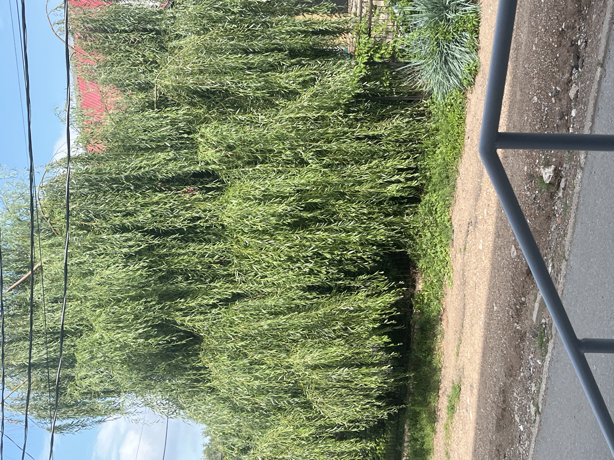 The image depicts a dense, weeping willow tree with long, drooping branches that obscure much of the background. The tree's leaves are a vibrant green, and it appears to be a mature specimen. Behind the tree, the roof of a building, painted red, is visible. Power lines crisscross the sky above the tree. The ground in the foreground is a mix of gravel and dirt, with some sparse vegetation. A grey metal railing is also visible in the lower part of the image, suggesting a walkway or balcony. The scene is outdoors, likely in a residential or semi-urban area, given the presence of the building and power lines. The sky is a clear blue with some white clouds. Based on the metadata, this image was taken in Blagoveshchensk, Russia. There are no people or animals present in the image.
