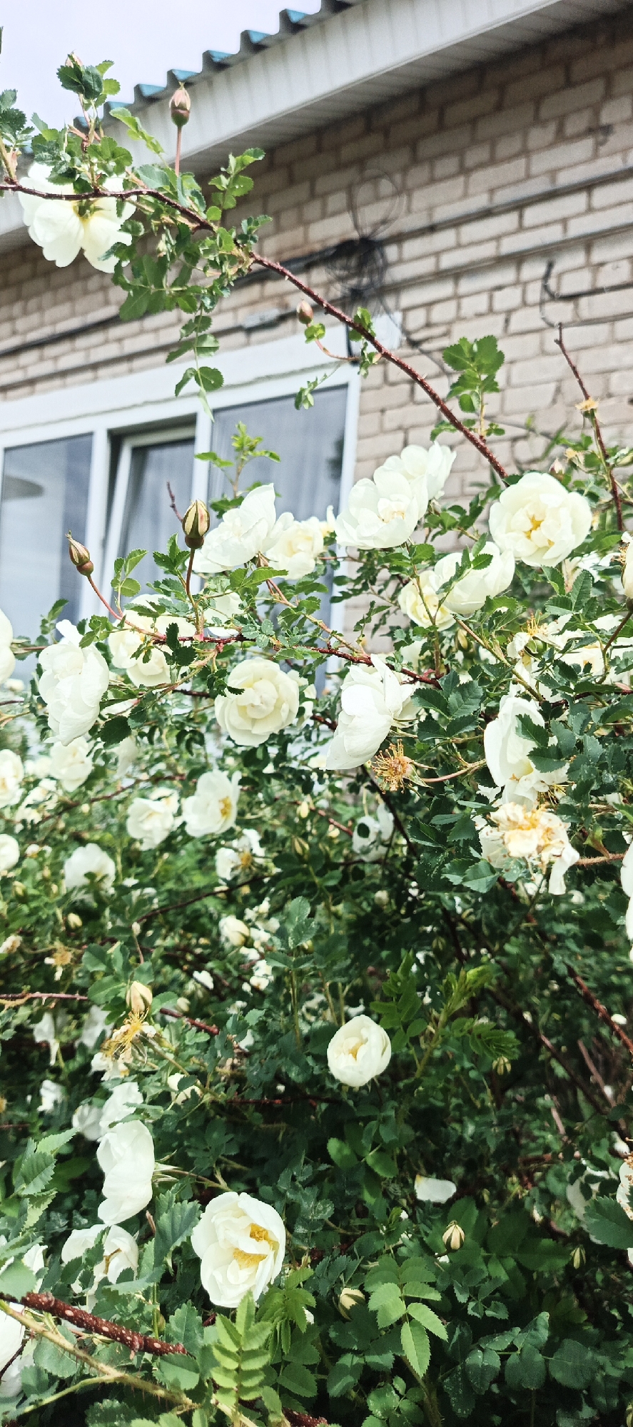The image depicts a sprawling bush of white roses in full bloom, positioned against the backdrop of a brick building with a white-framed window. The location is indicated as Кемуль, Russia. The bush features numerous roses in various stages of bloom, along with buds and green foliage. The roses are the primary subject, densely clustered and catching the light. The brick building, with a horizontal white section under the roof and an exterior wall, provides a structural context. A window is visible in the background. The lighting appears to be soft and diffused, suggesting an overcast day or a time of day with indirect sunlight. There are no people visible in the image.