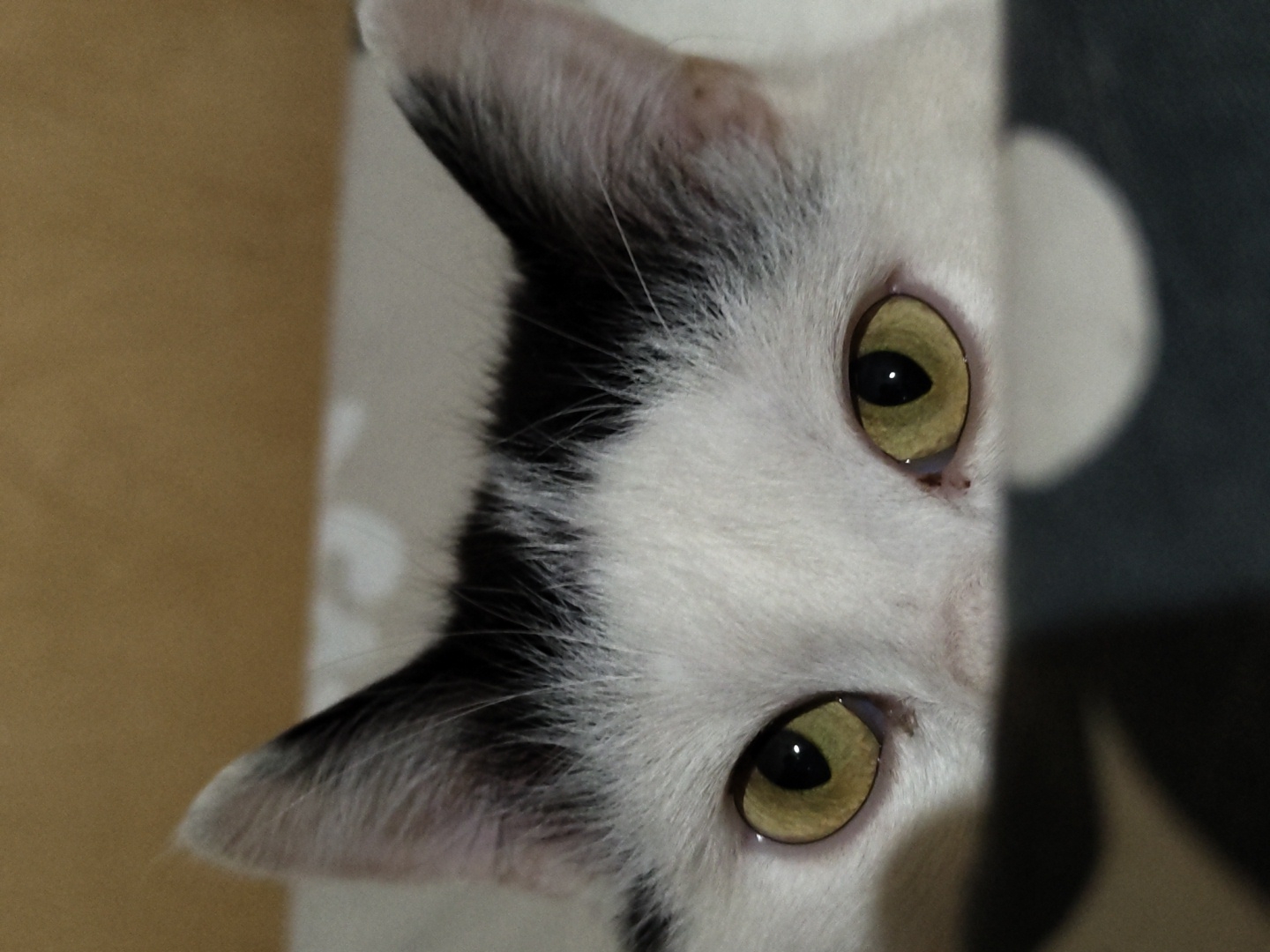 A close-up, rotated image features a white cat with black markings on its head. The cat has yellow eyes and short white fur, with black fur around its ears and on the top of its head. The background on the left side of the image is a light brown color, while the right side is darker, with a white circular shape visible in the top right corner. The environment appears to be indoors, although no specific city or location can be determined.
