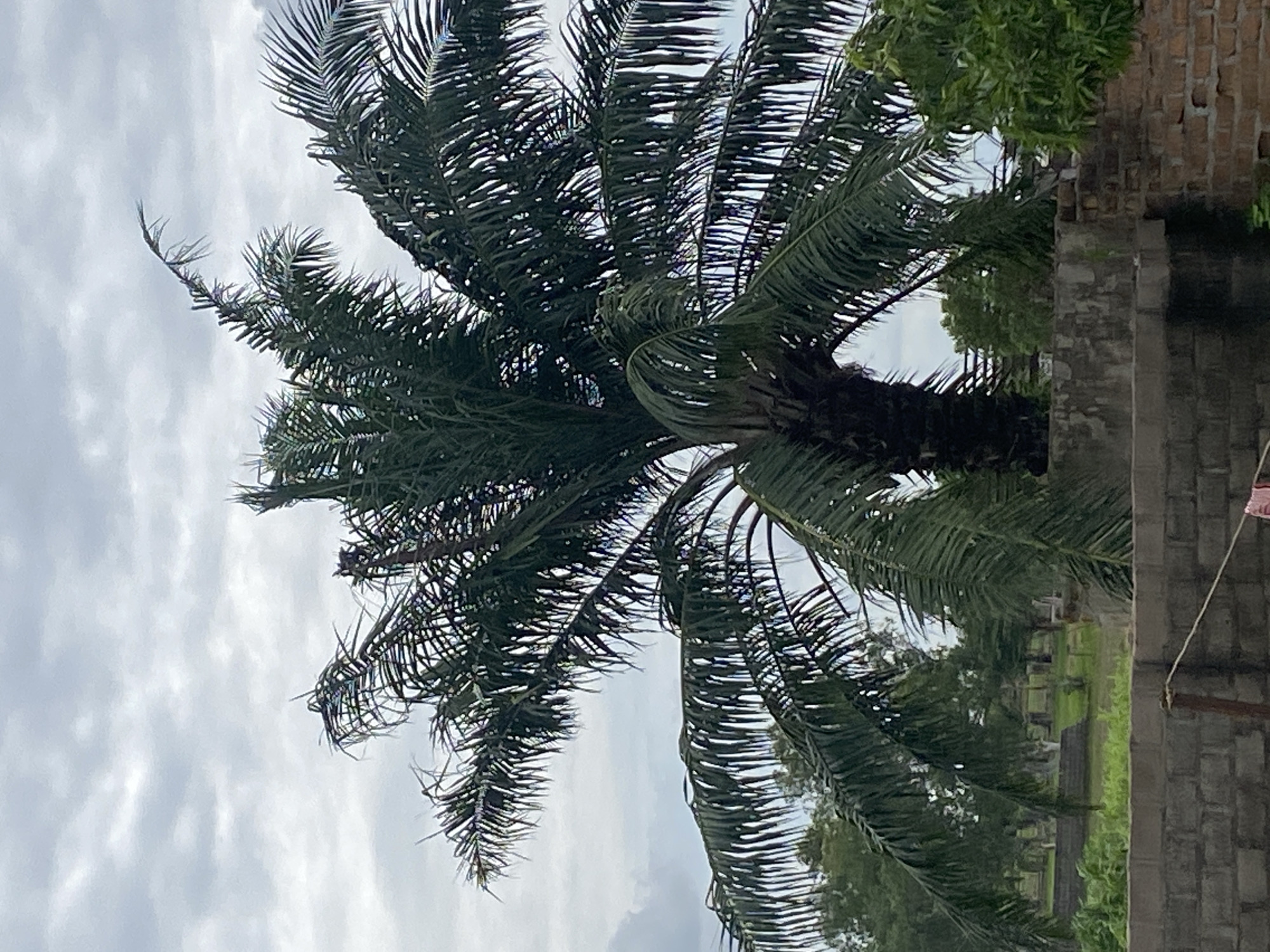 A large palm tree stands in the foreground, its fronds reaching towards a cloudy sky. The tree is positioned behind a brick wall, which is partially visible at the bottom of the image. Beyond the wall, a green landscape with scattered trees can be seen. The scene appears to be an outdoor setting in the city of Jalingo, Nigeria, characterized by the presence of palm trees and the cloudy sky typical of the region. No people or specific actions are depicted.