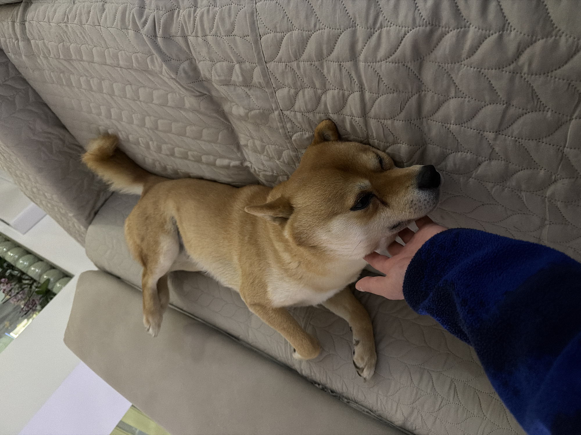 An indoor scene in Priseltsi, Bulgaria, displays a light brown Shiba Inu-type dog lying on its back on a light grey quilted sofa or bedspread. The dog's eyes are closed, indicating sleep or relaxation, with its limbs splayed. A human hand, encased in a blue, textured fleece sleeve, is shown making contact with the dog's neck/chest area. In the upper background, a reflective surface partially mirrors what appears to be pinkish-purple flowers in a vase and light-colored spherical decorative objects.