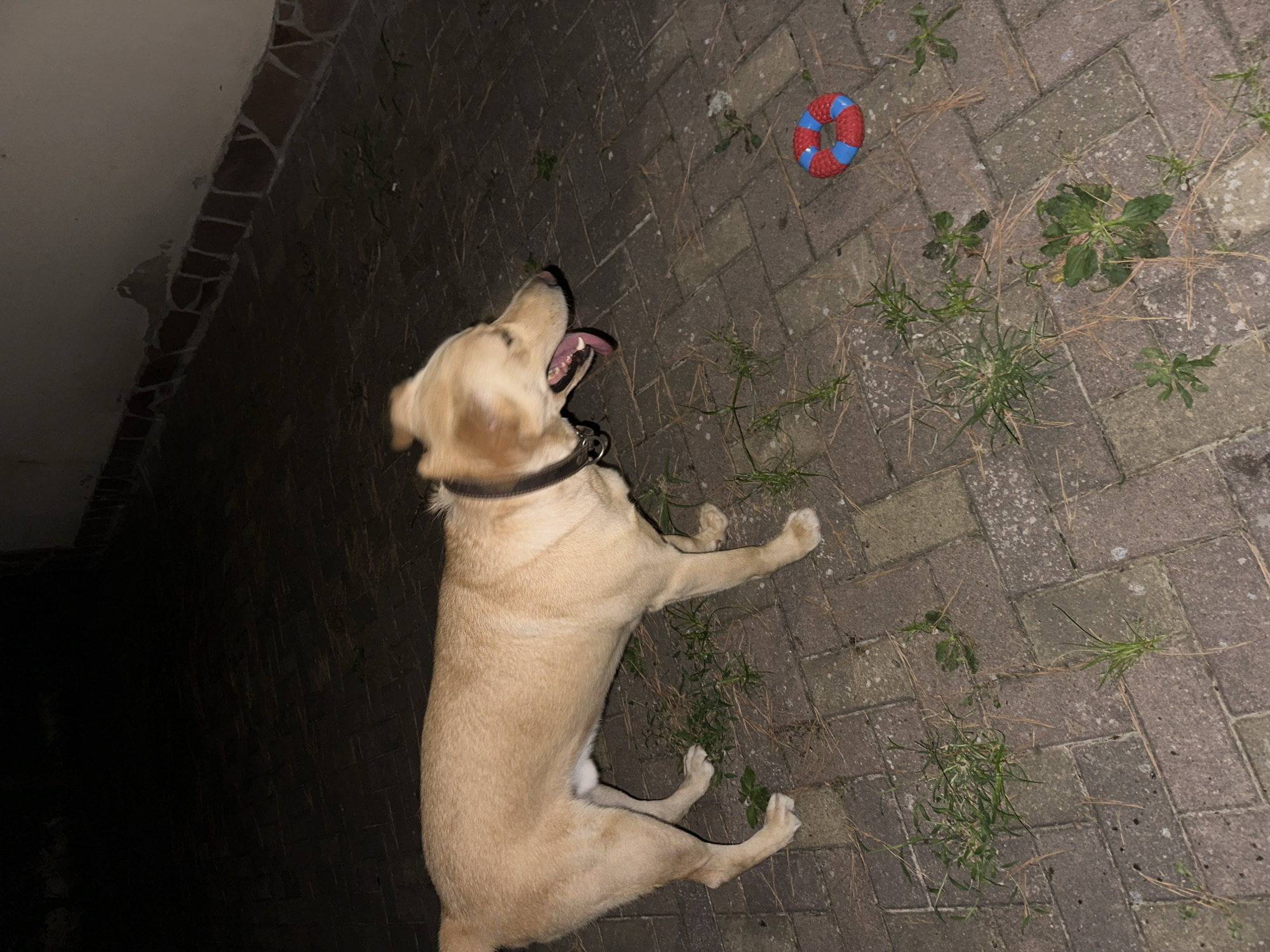 An adult tan-colored dog with a black collar stands on a paved surface. The dog's mouth is open, and its tongue is visible. To the right of the dog, a red and blue circular dog toy rests on the pavement. The ground is a brick-like paving with patches of green grass growing in between the pavers. In the background, a wall is visible. The lighting suggests it is nighttime. This scene does not depict any elements specifically indicative of the city of Sochi, Russia.