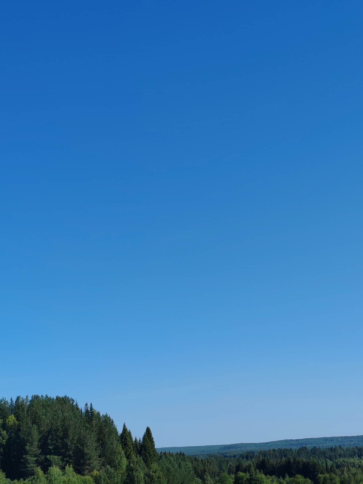 A wide shot captures a panoramic view of a dense forest against a clear blue sky. The forest stretches horizontally across the lower portion of the frame, with varying shades of green indicating different types of trees. The sky is a dominant feature, occupying the majority of the image with its uniform blue expanse. The scene appears to be a natural, undeveloped landscape.