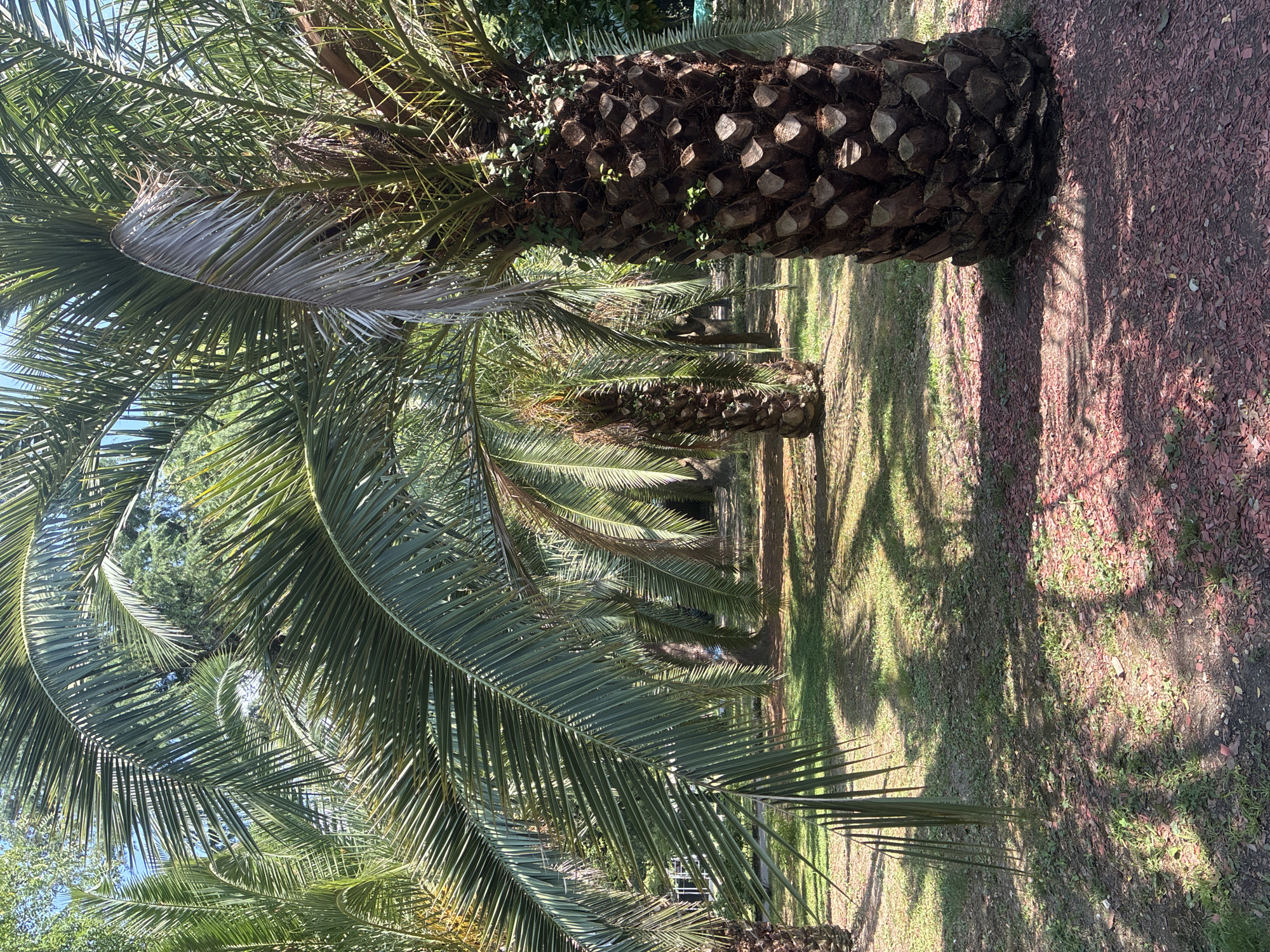 This is a photograph taken outdoors on a sunny day, likely in the city of Sochi, Russia, known for its subtropical climate and abundance of palm trees. The image focuses on a cluster of palm trees, with a particularly large and textured palm trunk dominating the foreground on the right. The ground is covered in grass and scattered with small, reddish-brown wood chips, with dappled sunlight casting shadows from the palm fronds across the scene. In the background, more palm trees are visible, creating a lush, tropical-like atmosphere. The fronds of the nearest palm tree extend into the upper left of the frame, with some appearing to be in good condition and others showing signs of age or dryness, particularly one large frond that is withered and grey. The overall impression is one of a park or garden setting with a focus on the exotic flora. There are no people visible in the image.