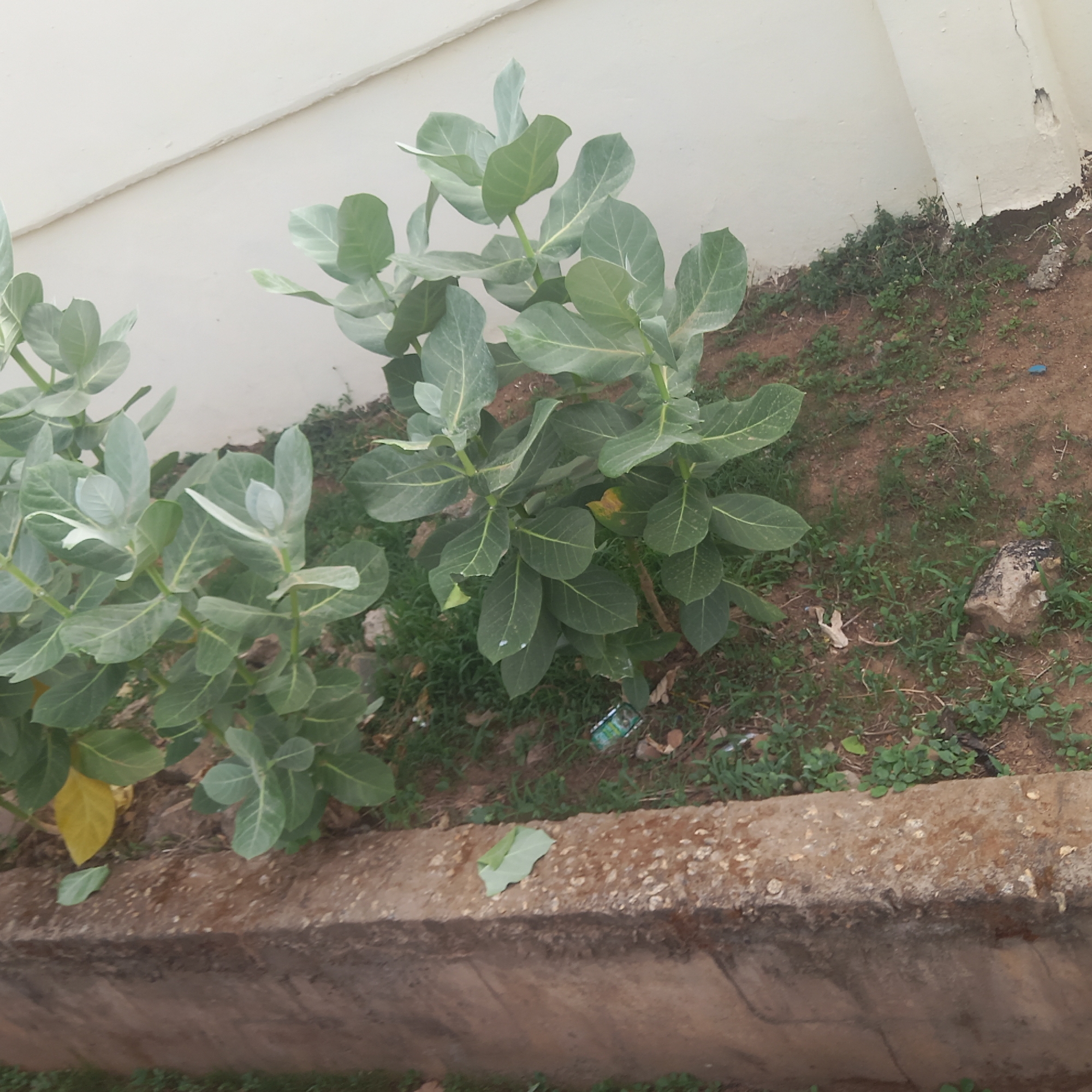 Two small Calotropis procera shrubs are growing next to a wall in an area of bare soil and sparse ground cover next to a concrete curb. The location is Dadi Riba, Nigeria.