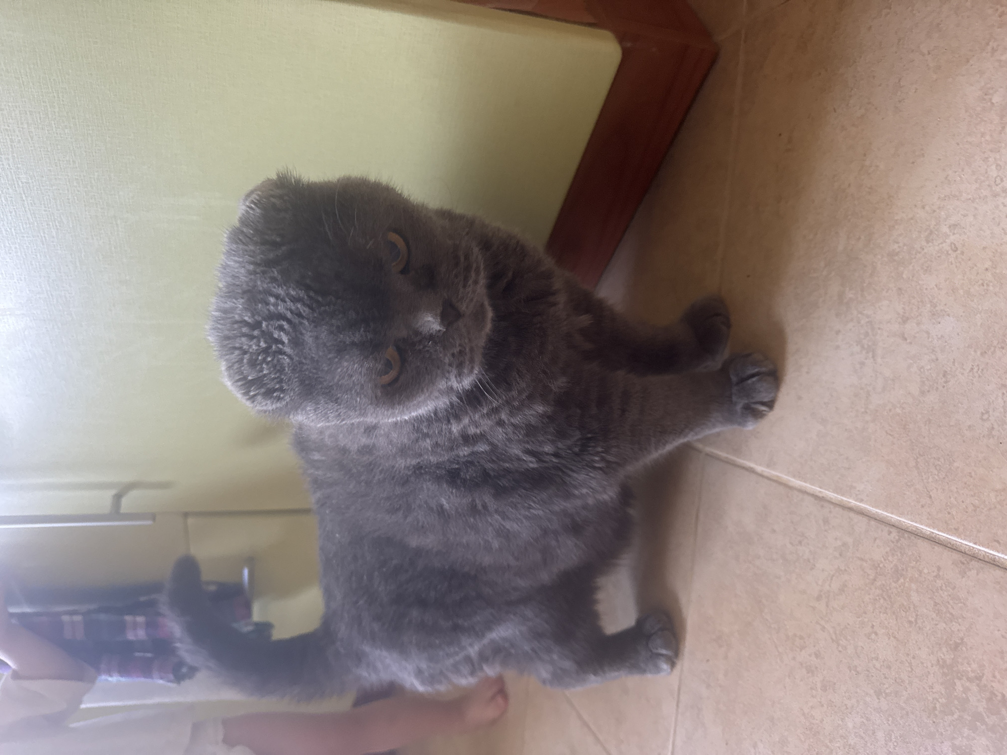 An indoor, eye-level, medium shot captures a grey Scottish Fold cat with folded ears standing on a tiled floor. The cat is facing the camera with a slightly displeased expression, its amber eyes narrowed. Its body is mostly visible, and its tail is curved upwards. Behind the cat, a light green wall and a wooden cabinet with a dark red trim are present. To the left of the cat, a person's legs are visible, wearing white shorts and a light-colored top. The background appears to be a domestic setting, possibly a kitchen or hallway in a residence in Кашино, Russia.