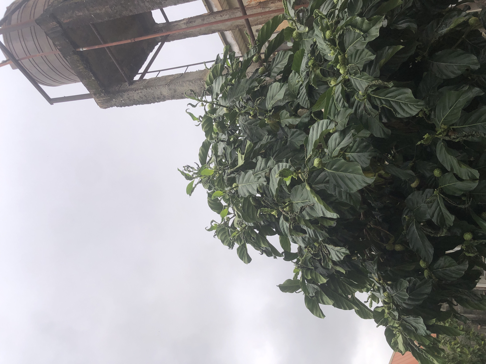 In Ado, Nigeria, beneath a hazy, overcast sky, a noni tree heavily laden with green fruits stands prominently in the foreground. Its large, dark green leaves exhibit a slight curl. To the right of the tree, a weathered, multi-story concrete water tank structure is visible, its surface showing signs of age and wear. The tank itself is cylindrical with visible ridges. A metal railing surrounds the top of the tank. In the background, a building with an orange roofline is partially visible on the left side of the frame. The overall scene depicts a residential or semi-urban outdoor environment.