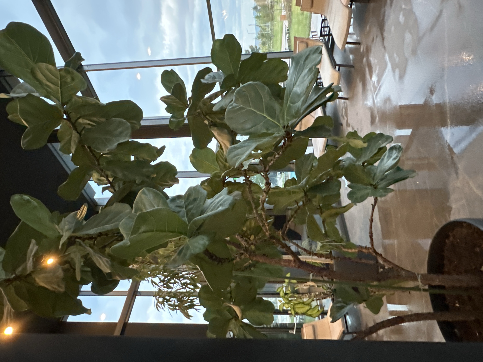 A vertically oriented image depicts a large, well-grown potted plant, likely a Fiddle Leaf Fig (Ficus lyrata), with numerous broad, dark green leaves filling the left and central portions of the frame. The plant's gnarled branches and a dark pot are visible towards the bottom right.
The setting appears to be an indoor public space, such as a cafe or restaurant, characterized by large, tall windows that stretch across the background. Through these windows, an overcast sky with clouds and a distant outdoor landscape with greenery and subtle structures are visible. The indoor space features modern furniture, including light-colored tables and chairs with dark metal frames, partially visible through and beyond the plant foliage on the right.
The floor is a light, reflective surface, possibly polished concrete or tile, showing bright reflections of light sources and blurred reflections of the furniture. Several artificial light sources within the building are visible as bright spots, reflecting on the plant leaves and windowpanes. A smaller, lighter green hanging plant is also partially visible in the middle-left background, behind the main plant.
The lighting suggests late afternoon or an otherwise subdued natural light filtering through the clouds, complemented by interior artificial lighting. No people or specific activities are depicted, and no visible text is present in the image.