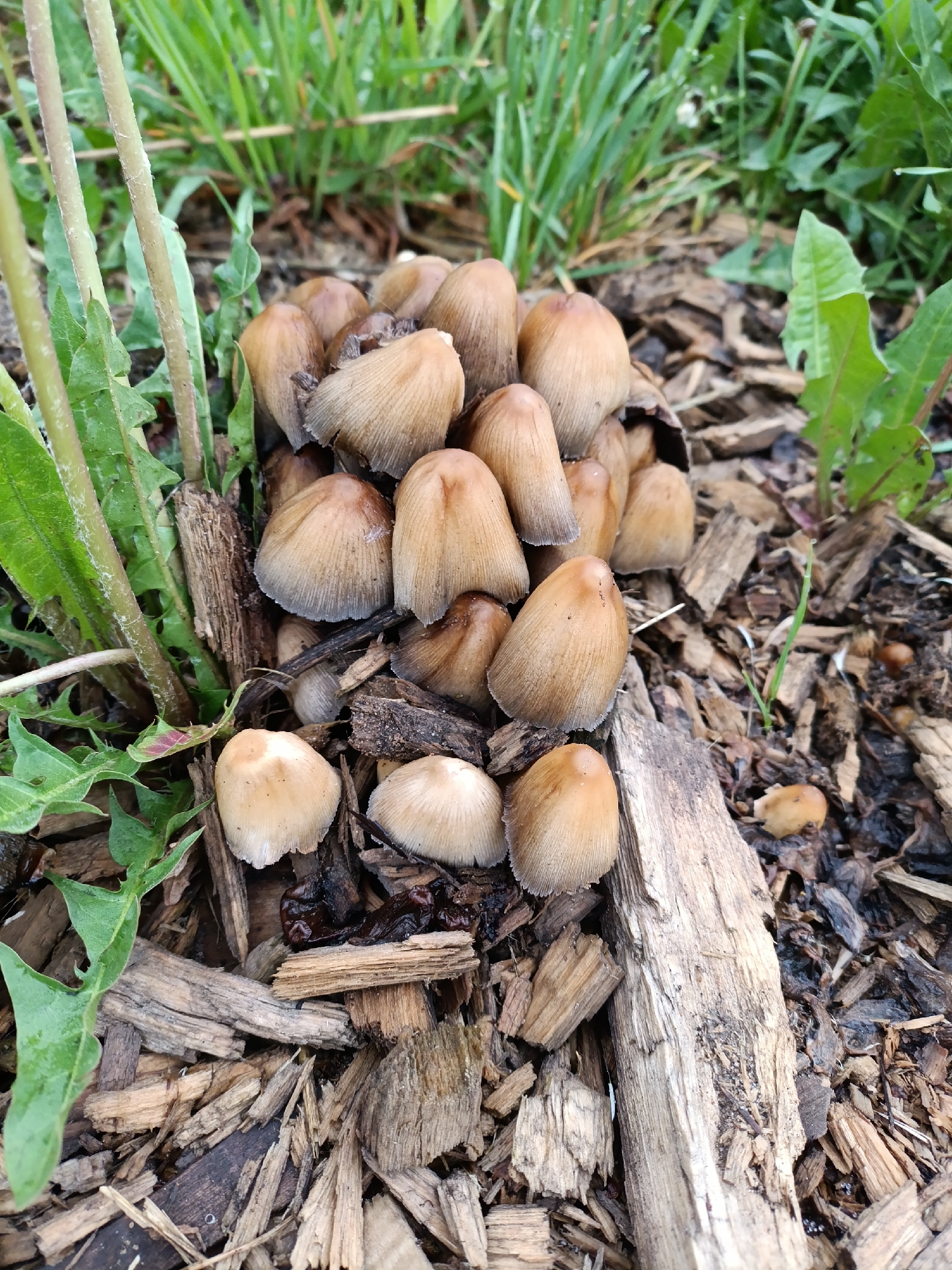The image shows a cluster of small, brown mushrooms growing amongst wood chips and vegetation. The mushrooms have conical caps with darker edges and are densely packed together. The surrounding environment includes green grass, dandelion leaves, and decaying wood chips. The specific location within Chaikovsky, Russia, is not discernible from the image. There are no people or observable actions taking place in the image.