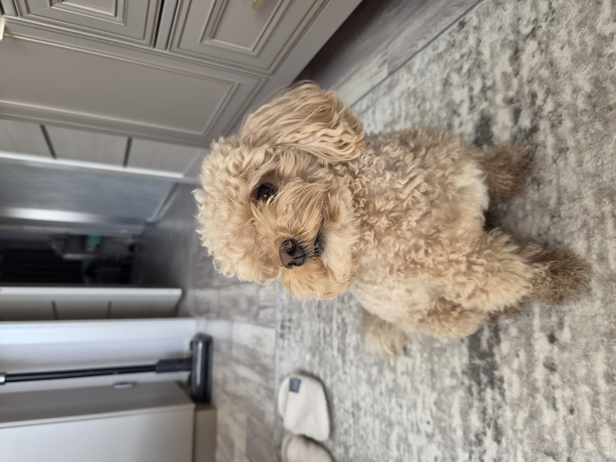 A small, light brown, curly-haired dog, likely a poodle mix, is sitting on a gray and white patterned rug in what appears to be a home interior. The dog is facing to the left of the frame, with its head turned slightly towards the viewer. Its fur is fluffy and has a curly texture. In the background, to the left, a portion of a white door is visible, along with a dark upright vacuum cleaner. Further back, a hallway extends with additional doors. To the right of the dog, a portion of a light-colored cabinet or dresser with drawers is visible. The flooring appears to be laminate wood in a light gray tone. There are no people present in the image. The scene is indoors and suggests a domestic setting. The specific location in Cherepovets, Russia, cannot be determined from the visual information provided in the image.