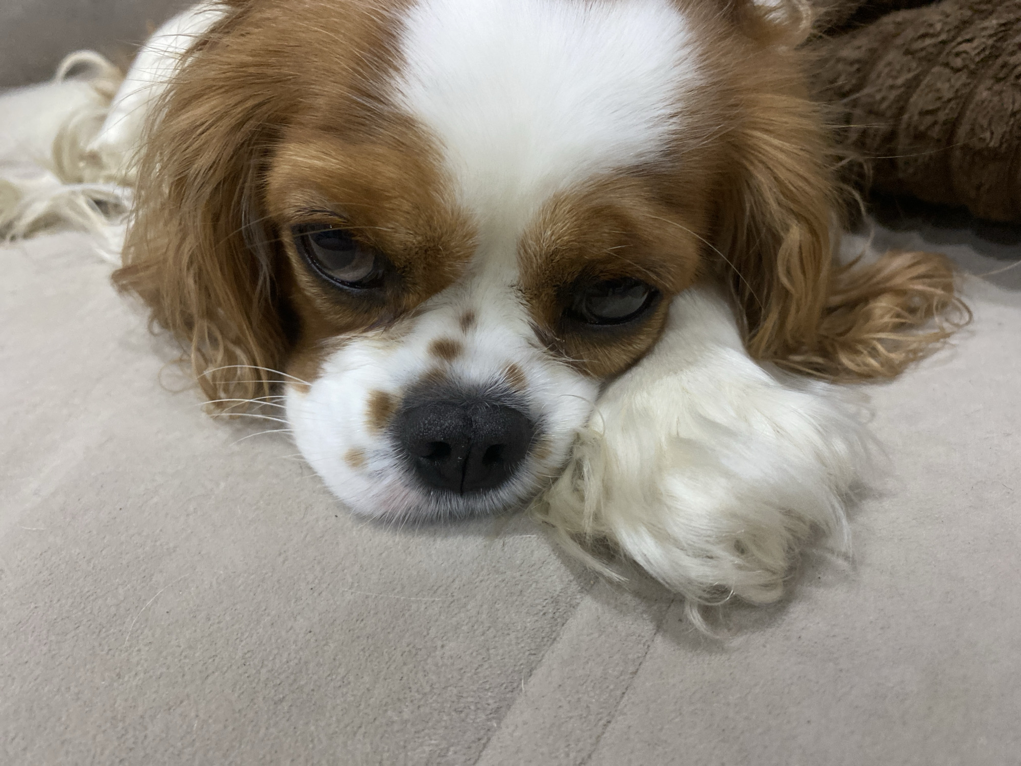 A close-up, eye-level shot shows a Cavalier King Charles Spaniel dog resting its head on a beige, textured surface. The dog has brown and white fur with large, dark eyes and a black nose. Its left paw is resting on its snout, and its right ear is visible. The background is blurred, with a hint of a brown, furry object behind the dog's head. The lighting is soft, suggesting an indoor environment.