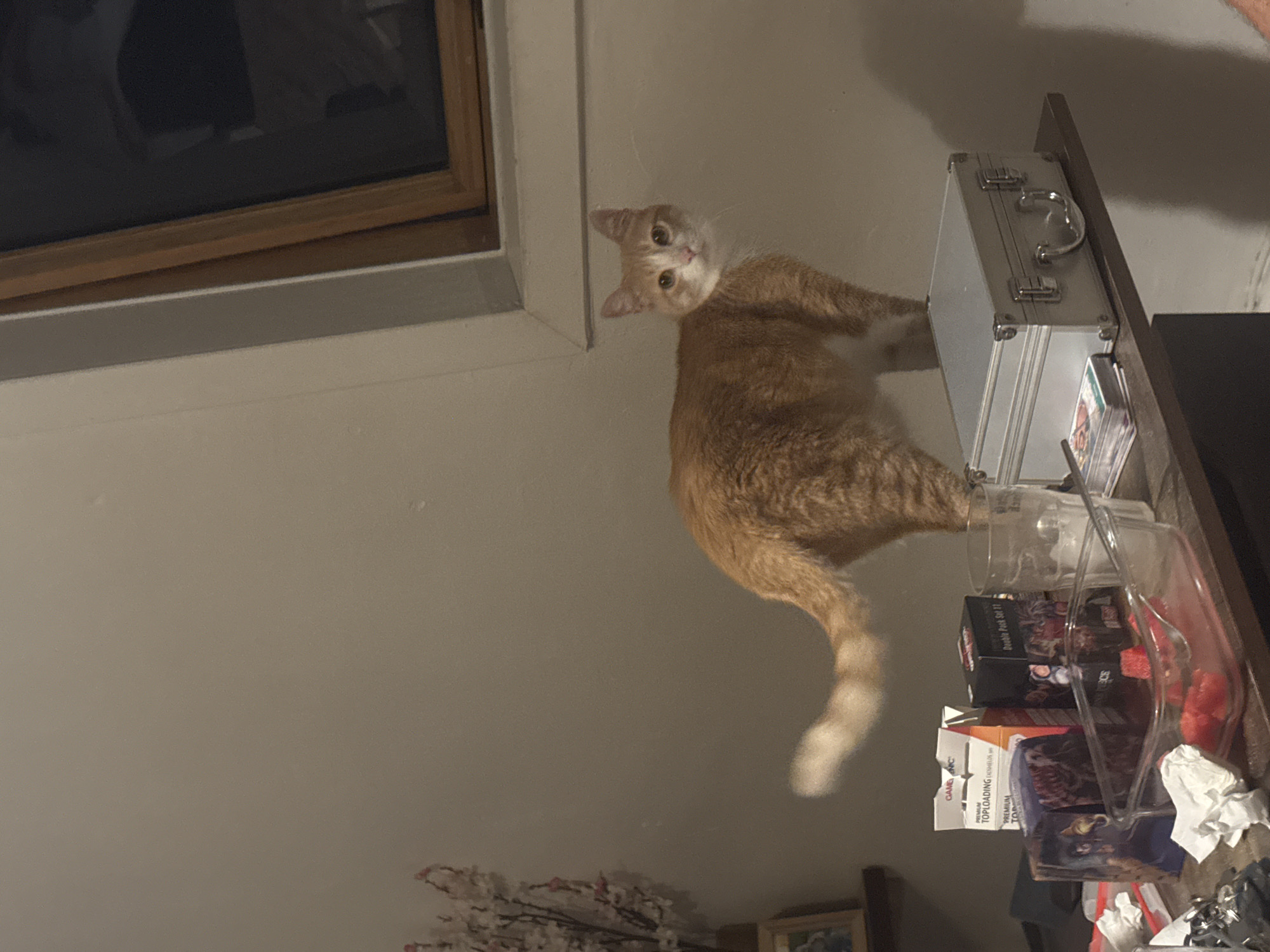 An orange and white cat is standing on a table, looking towards the camera. The cat's tail is extended behind it. In front of the cat are several items, including a glass, a clear container with red fruit, some boxes of cards, and a small silver briefcase. A decorative branch with pink flowers is visible on the left side of the image. The background is a plain wall with a window frame. The scene appears to be indoors.