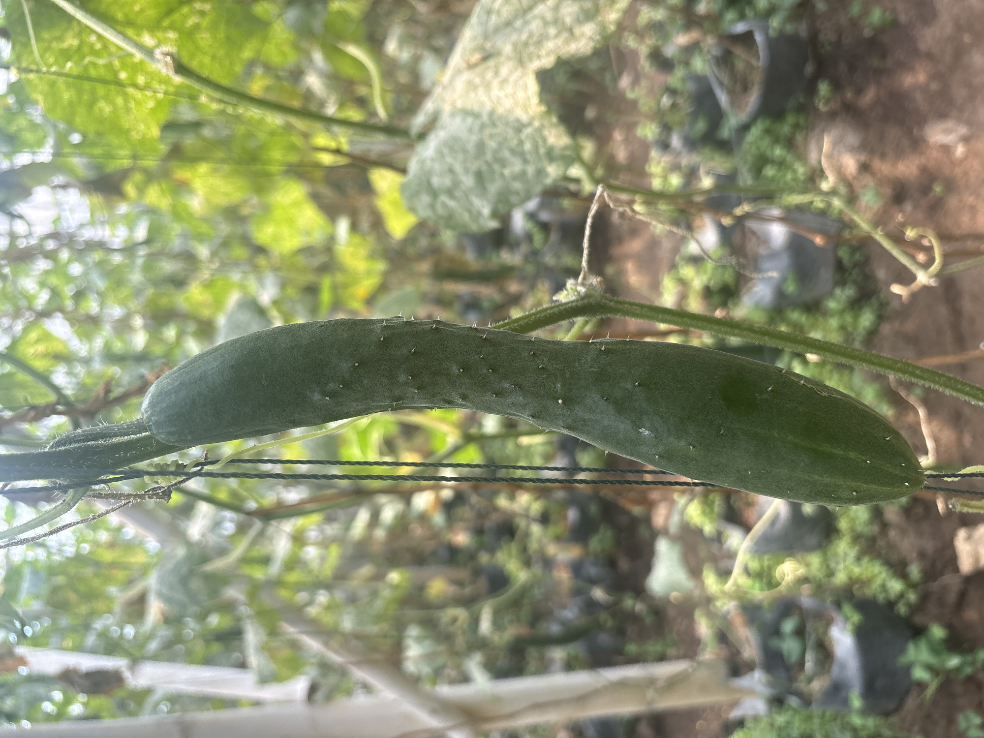 The image displays a young, green cucumber hanging from a vine in a greenhouse in Pasirlangu, Indonesia. The cucumber is elongated and appears to be about to ripen. Its skin is smooth and dotted with small white spines. The vine is supported by dark green twine. The background of the image is blurred but shows rows of similar plants in black bags, indicative of a commercial agricultural setting. The lighting suggests it is daytime, and the overall atmosphere is that of a controlled cultivation environment.