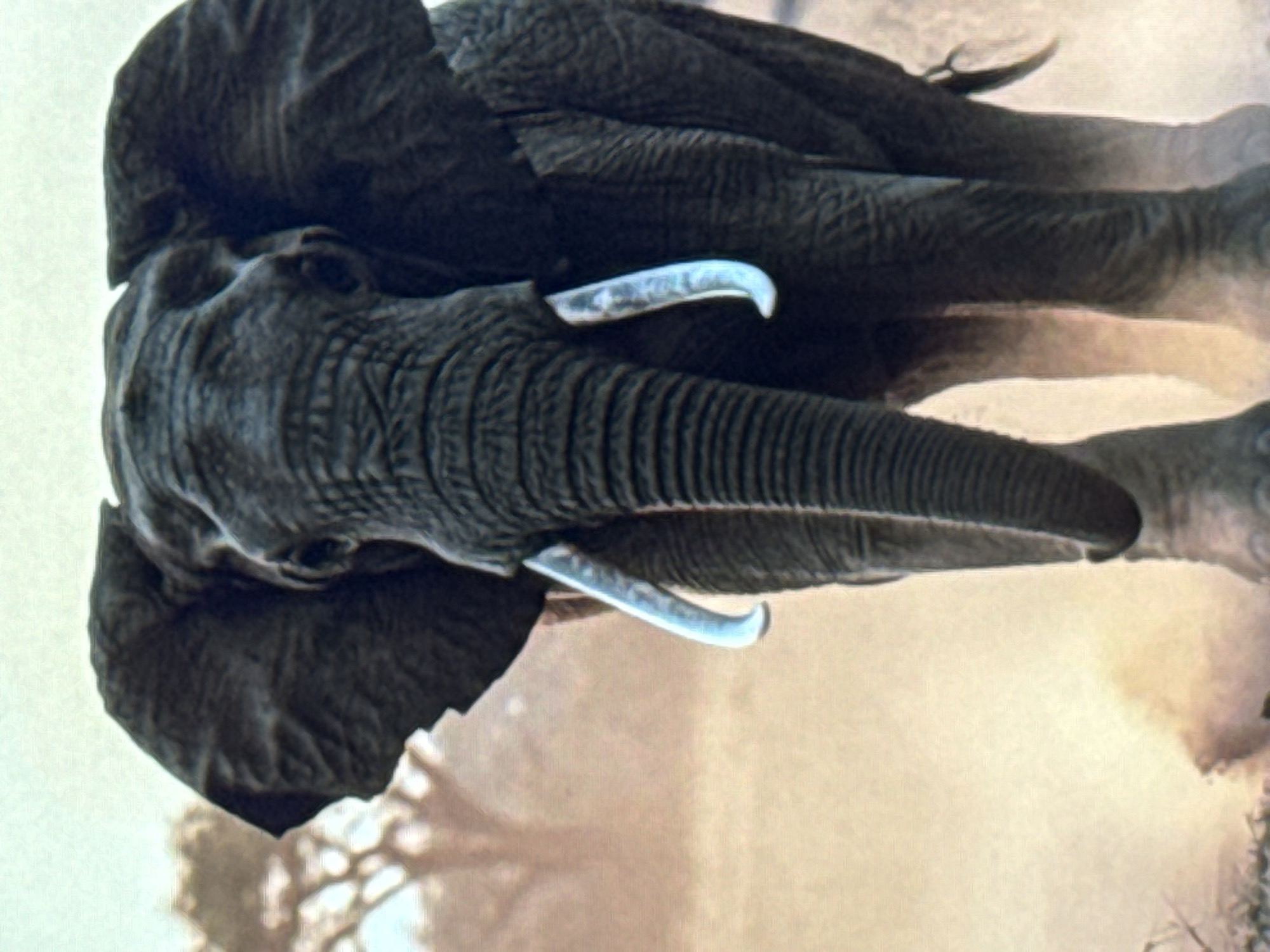 The image shows a close-up, head-on view of an African elephant. The elephant is facing the camera, with its trunk lowered. Its large ears are spread wide, and its tusks are visible. The background is a hazy, dusty landscape with a blurred tree in the distance, suggesting an arid or savanna environment. The lighting is soft, with the sky appearing bright and washed out. There is no indication of any urban setting, nor any specific geographical features that would place it in Norilsk, Russia. The image is a natural scene and not related to any city.
