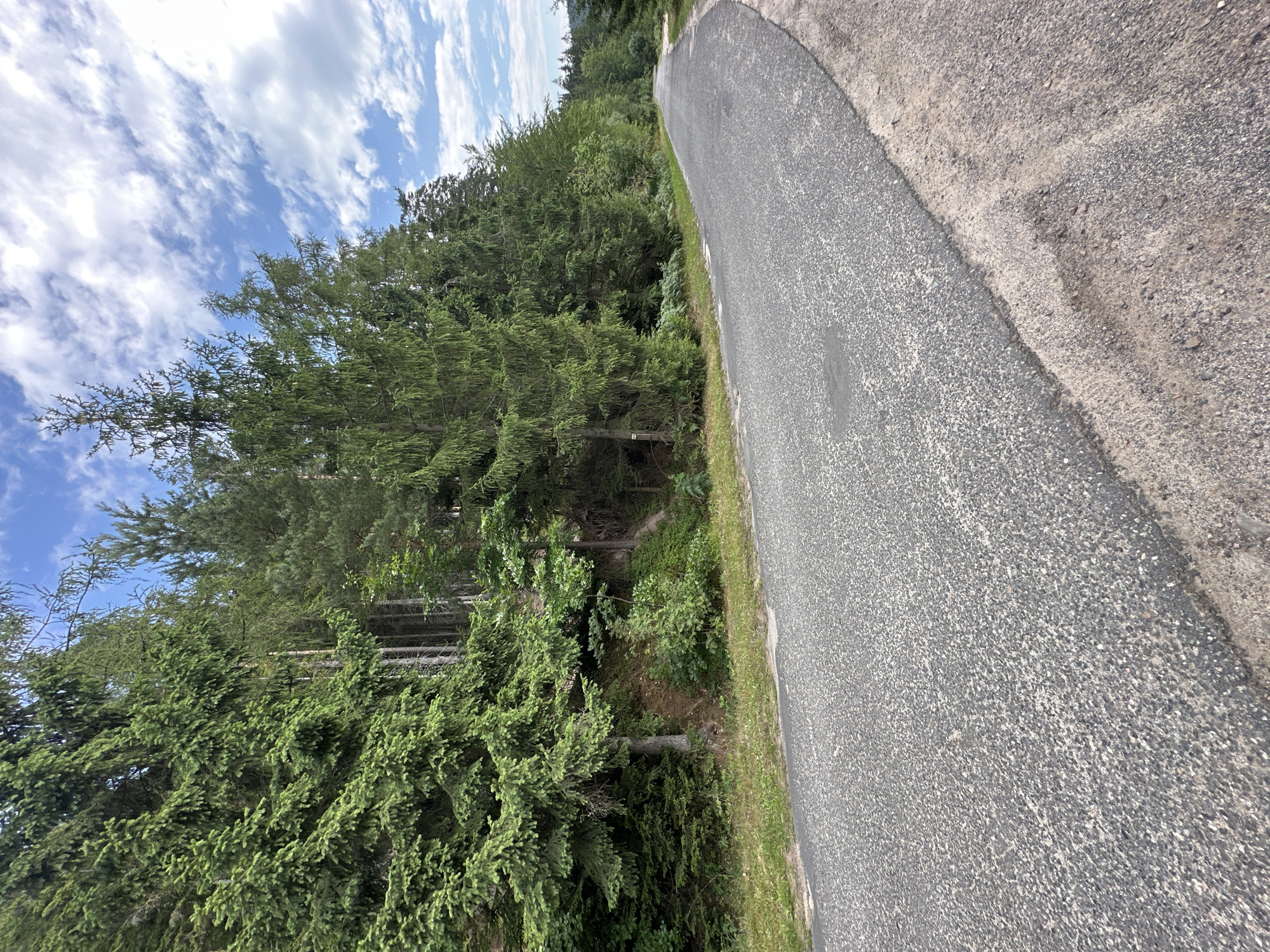 The image shows an asphalt road curving to the right, bordered by a dense forest on the left and a grassy shoulder on the right. The forest consists of tall evergreen trees, primarily spruce and pine, with some undergrowth visible at the base. The sky above is blue with scattered white clouds. The road surface is dark gray with visible small pebbles. The scene appears to be a rural or natural setting, likely a forest road in or around Chełmsko Śląskie, Poland, based on the context provided, though the image itself does not contain any specific location markers. There are no people or vehicles present in the image.