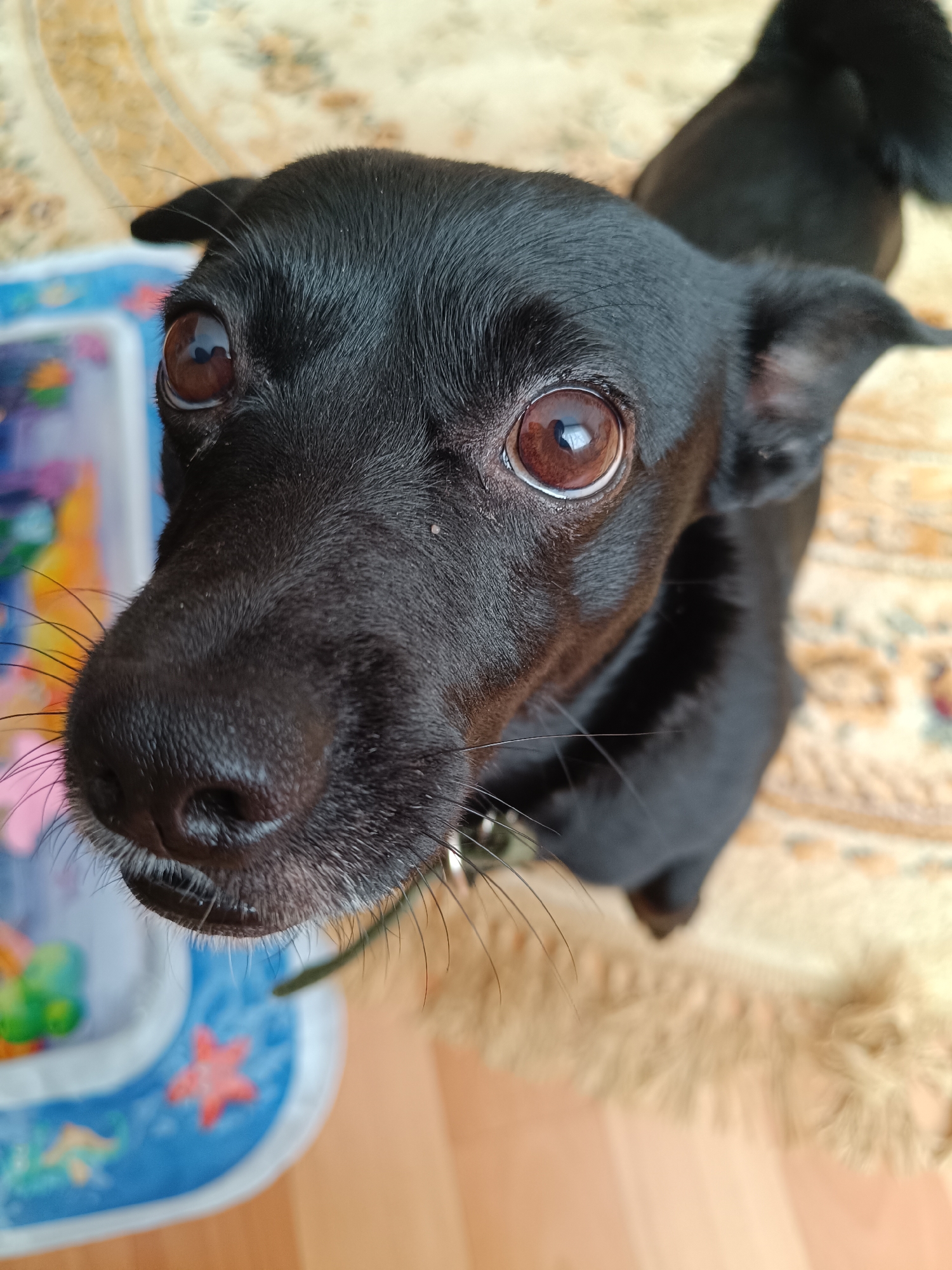A close-up, high-angle shot of a small, black dog with large, brown eyes and a glossy coat. The dog is indoors, positioned above the camera. The animal has a long snout with white whiskers. A collar is visible around its neck. The background includes a patterned rug and a blue mat with starfish and other sea creature designs. The location is unknown and not discernible from the image.
