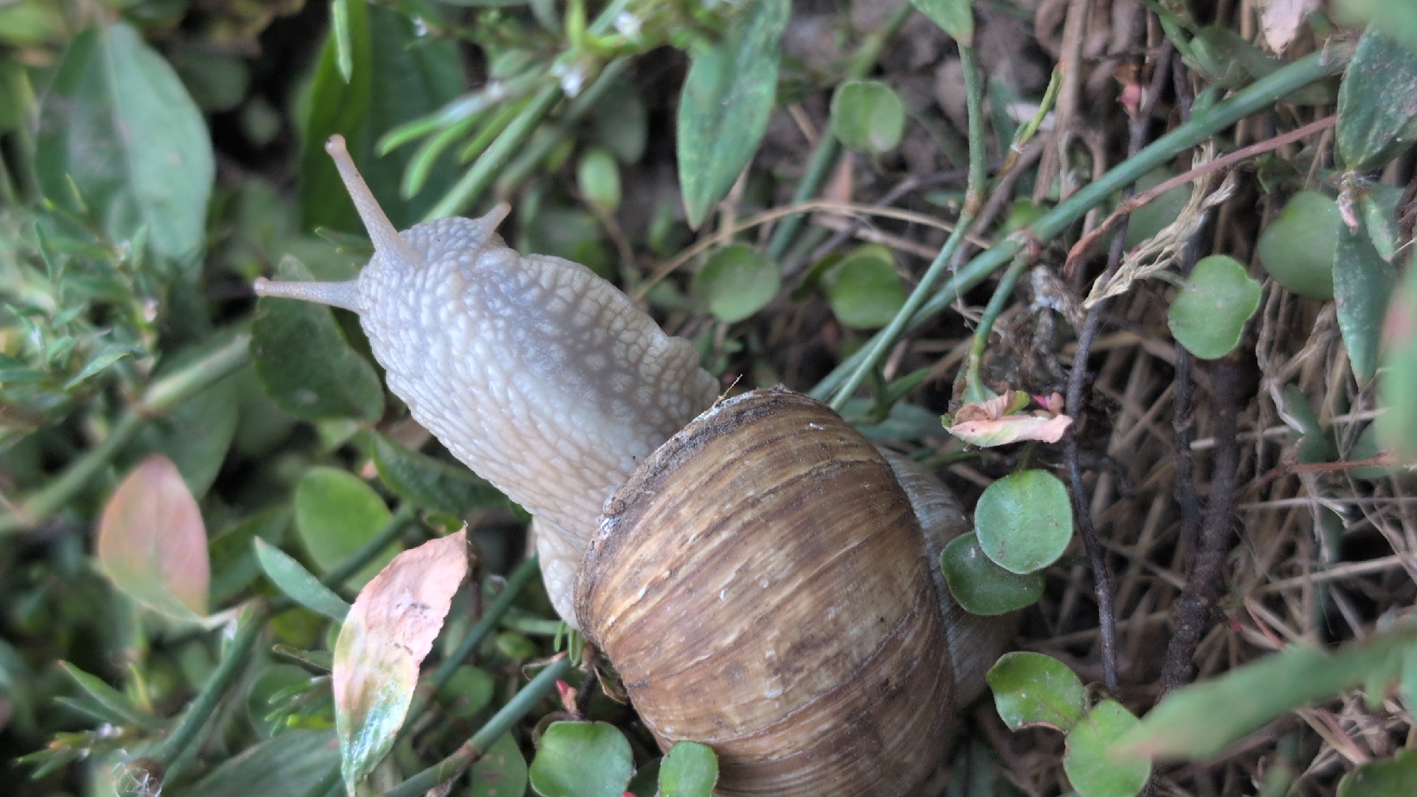 A snail is shown close-up, partially submerged in dry grass and green foliage. The snail's shell is large and brown with a ribbed texture. Its body is a pale, almost translucent white with a textured surface and two prominent eye stalks. The snail appears to be moving slowly through the undergrowth, its body extended forward. The environment suggests a natural setting, possibly a garden or park in Izmail, Ukraine, given the presence of various green leaves and dry, brown organic matter on the ground.