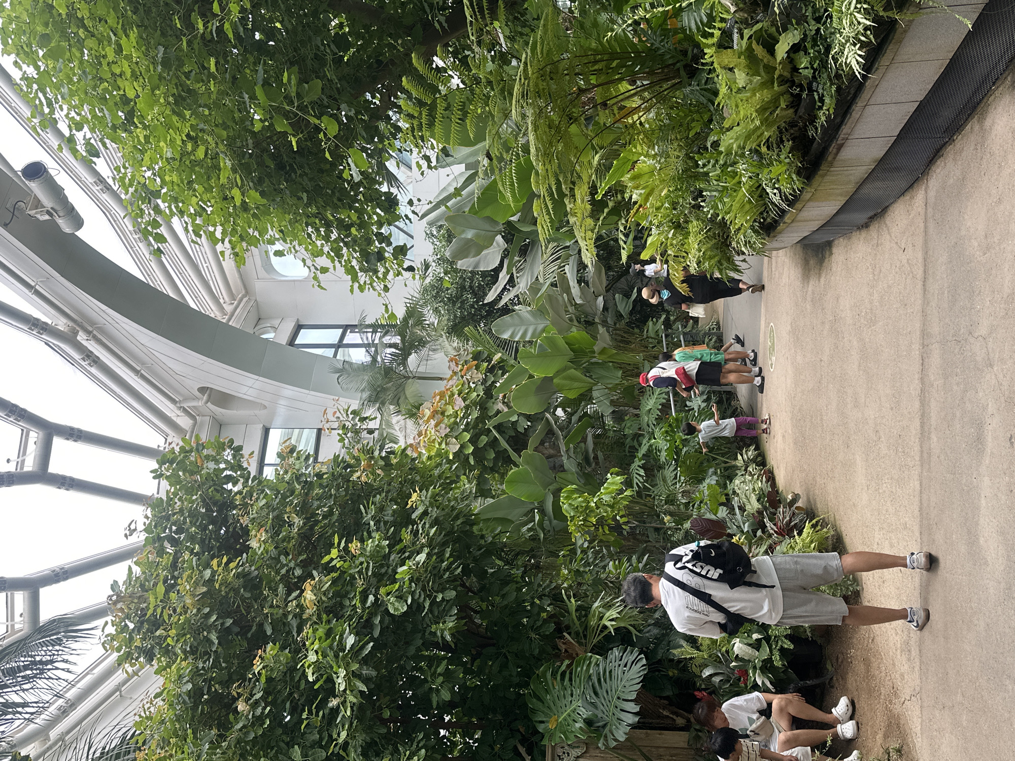 This image captures the interior of a large, modern botanical garden, likely the Seoul Botanic Park, given its architectural style and lush vegetation. The space features a high, arched glass ceiling that allows ample natural light to illuminate a dense collection of diverse plants. In the foreground, a man with dark hair, wearing a white t-shirt, grey shorts, and a black backpack, stands facing away from the camera, walking on a concrete path. To his left, a young person in a white t-shirt and shorts is seated. Further along the path, other individuals, including children, are visible, appearing to stroll through the exhibit. The environment is characterized by an abundance of greenery, with large-leafed plants, ferns, and trees creating a vibrant, tropical atmosphere. The architecture of the building, with its white, curved beams and large windows, suggests a contemporary design intended to house and showcase these botanical specimens. The overall impression is one of a well-maintained public space designed for visitor enjoyment and appreciation of plant life.